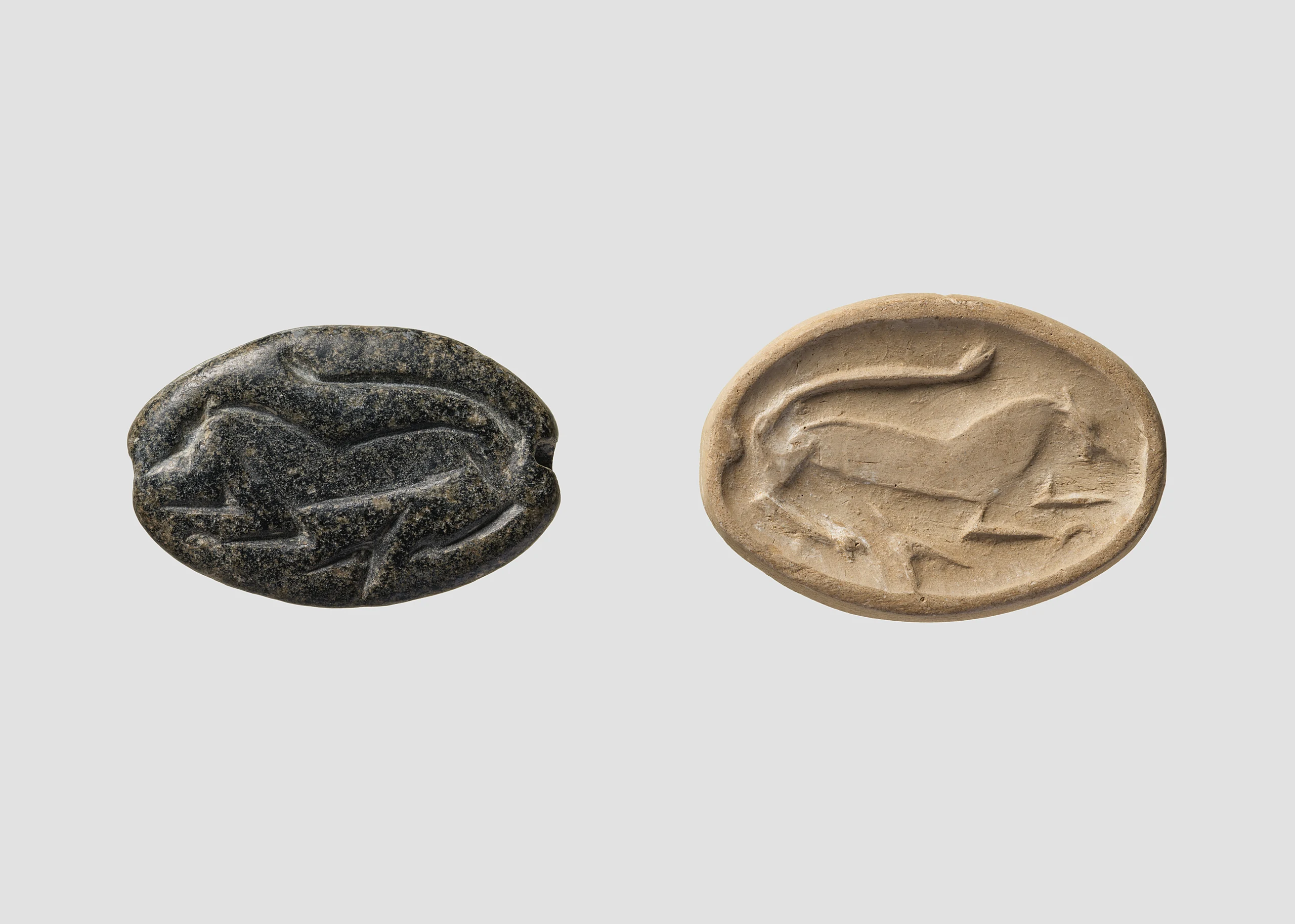 Carinated amygdaloid seal
