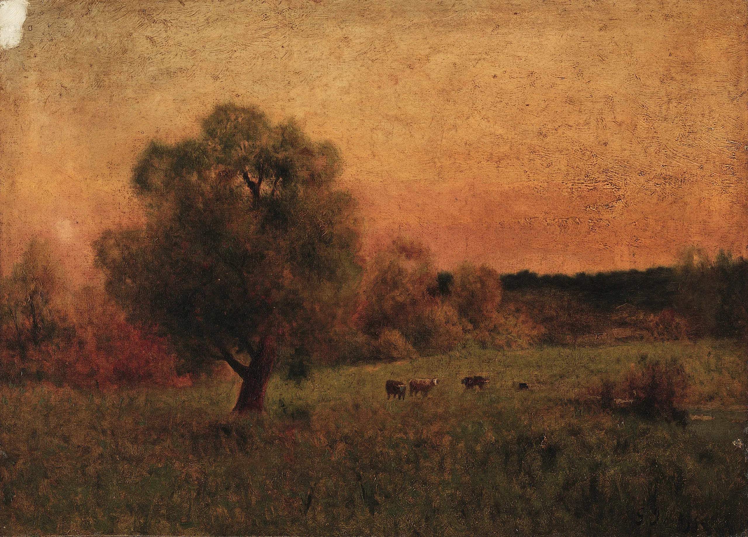 Cows in a Field