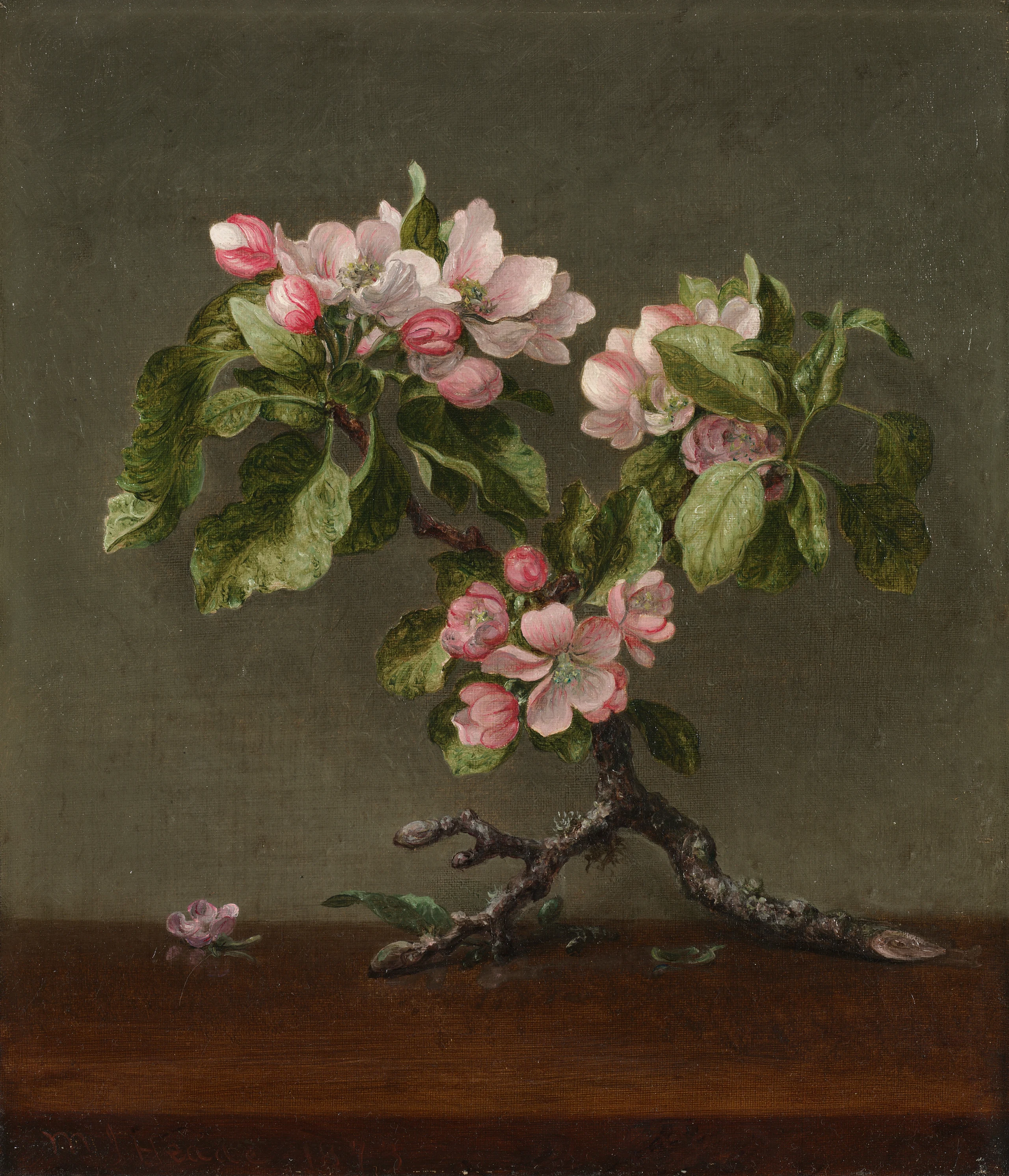 Apple Blossoms