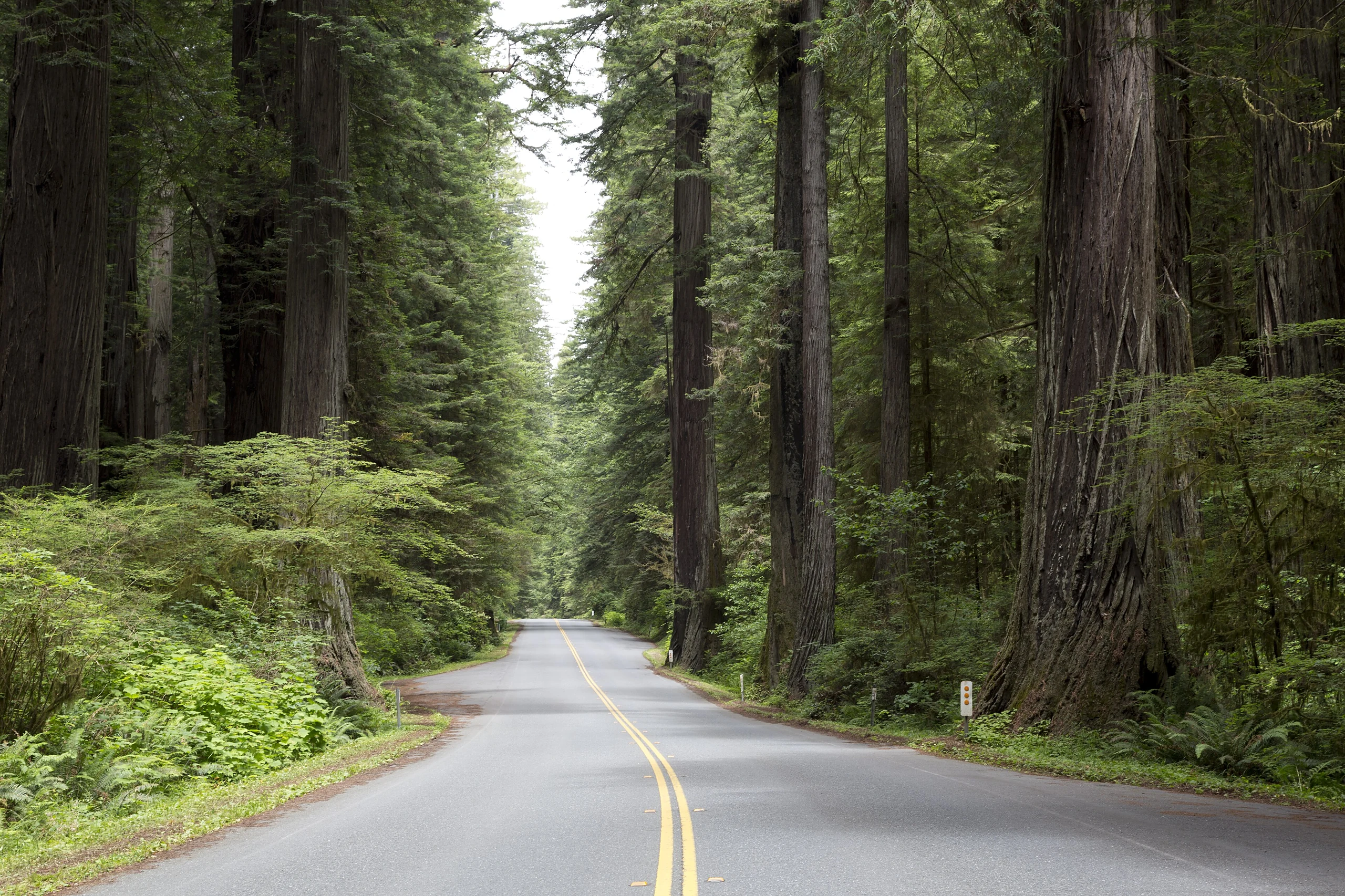 The Redwood National and State Parks along the coast of northern California