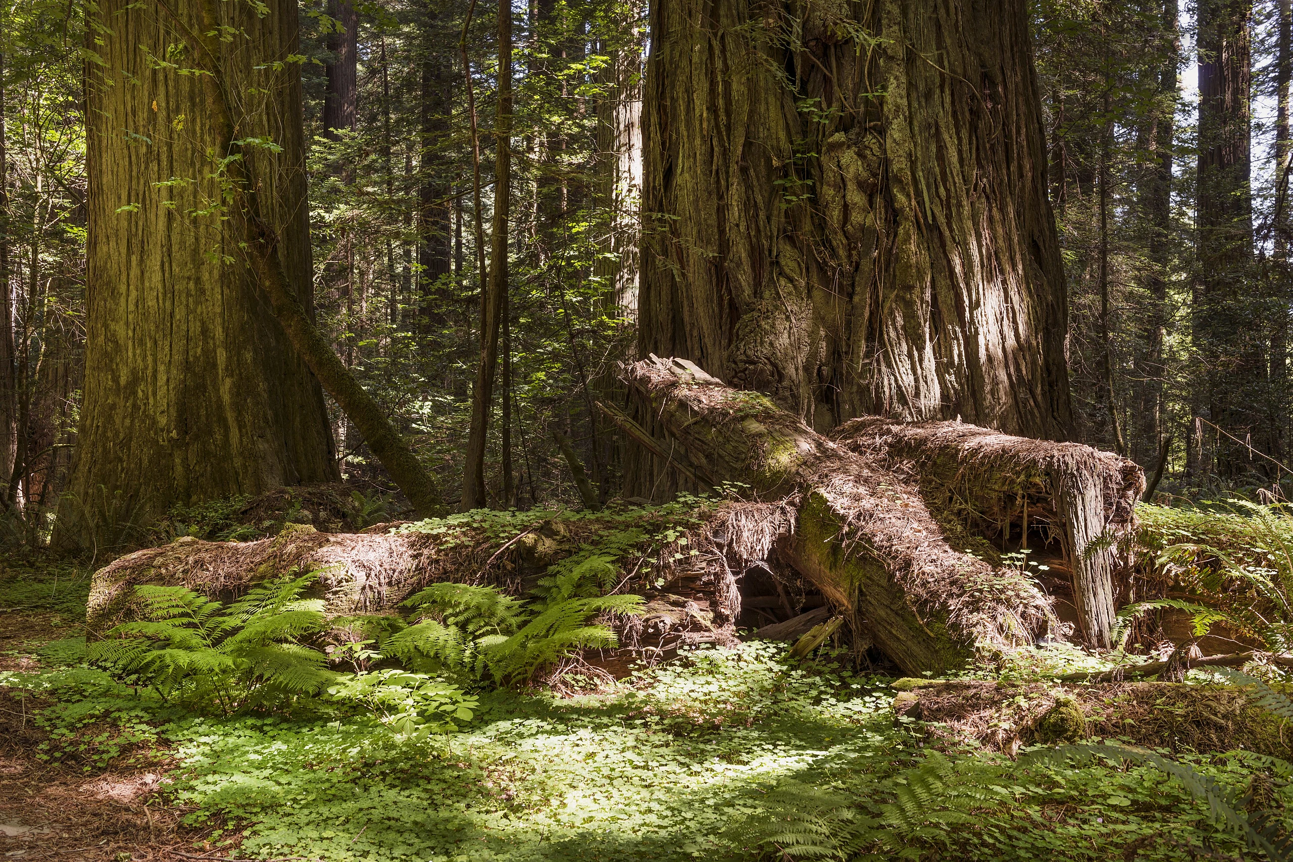 Redwood scene in Northern California