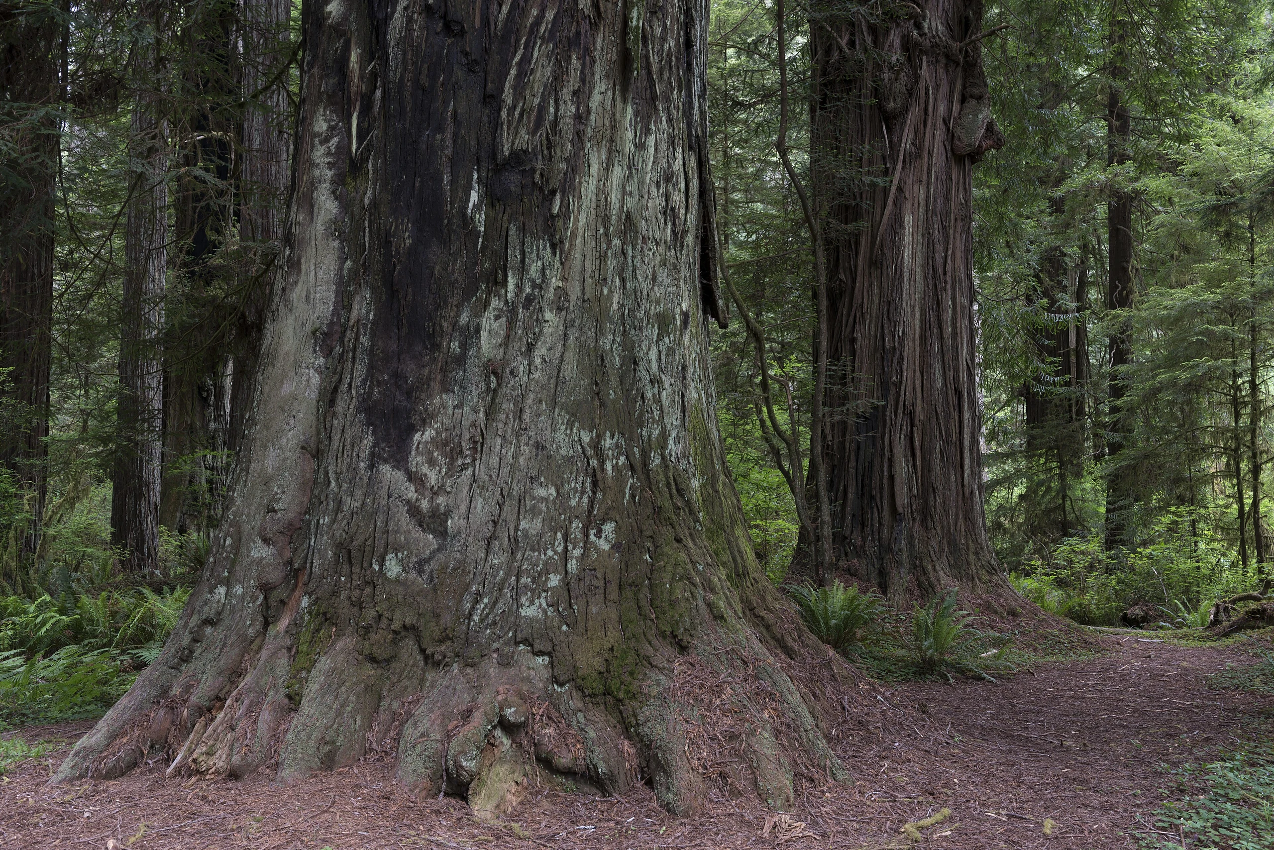 Redwood National and State Park on U.S. 101 in Northern California