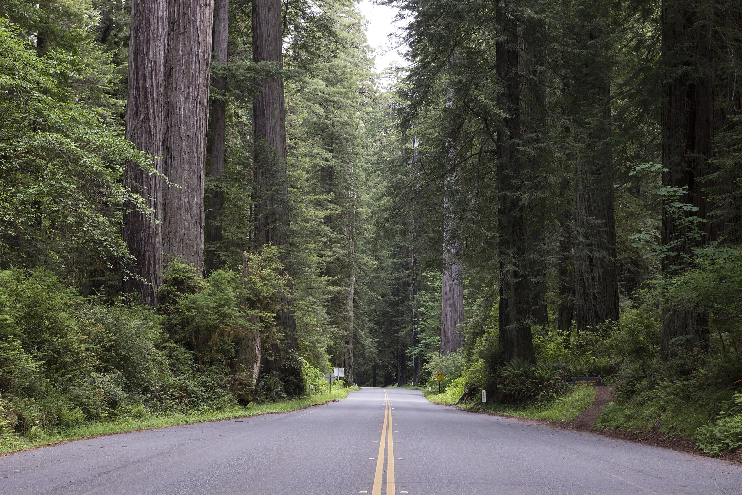 Redwood National and State Park on U.S. 101 in Northern California
