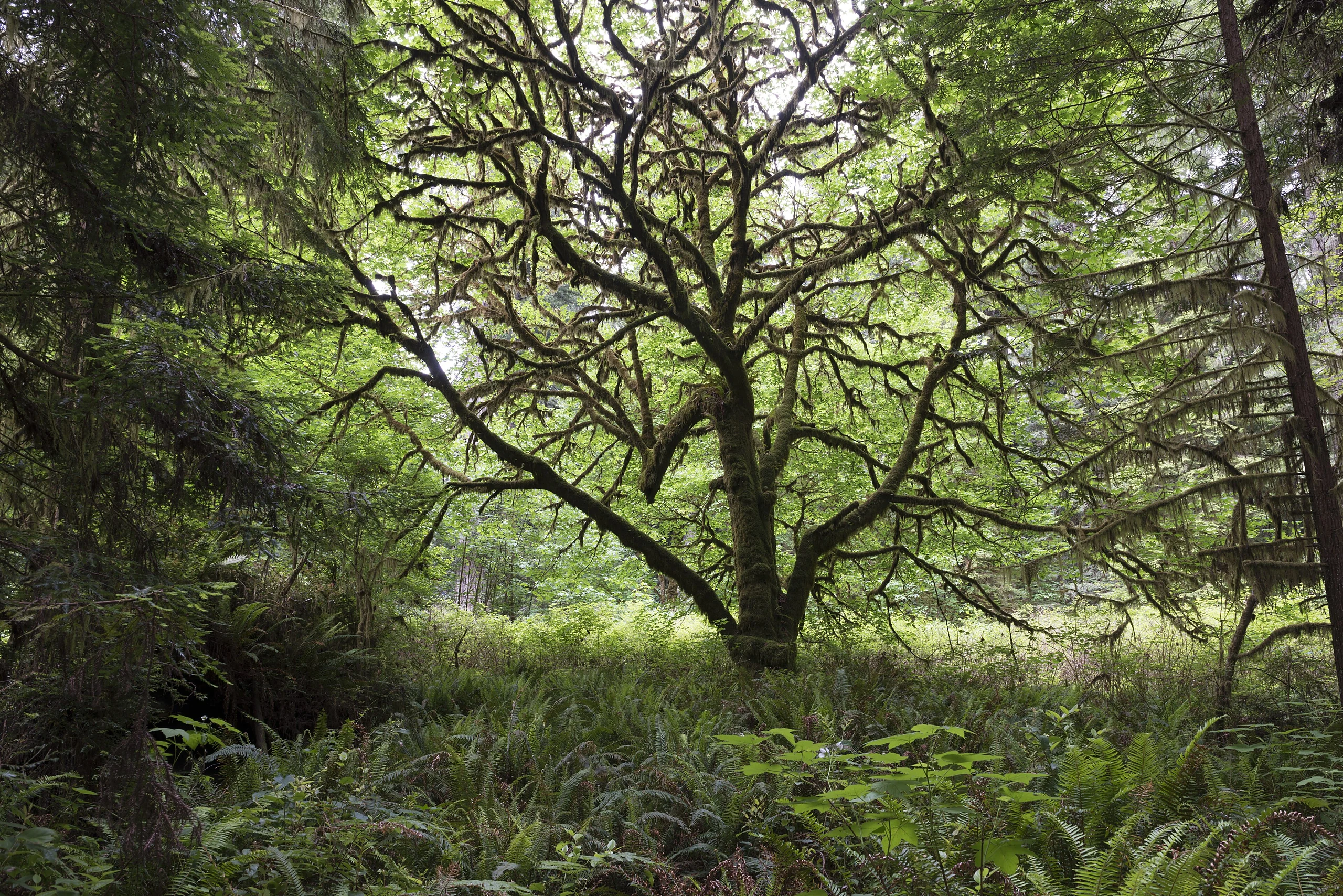 Redwood National and State Park on U.S. 101 in Northern California
