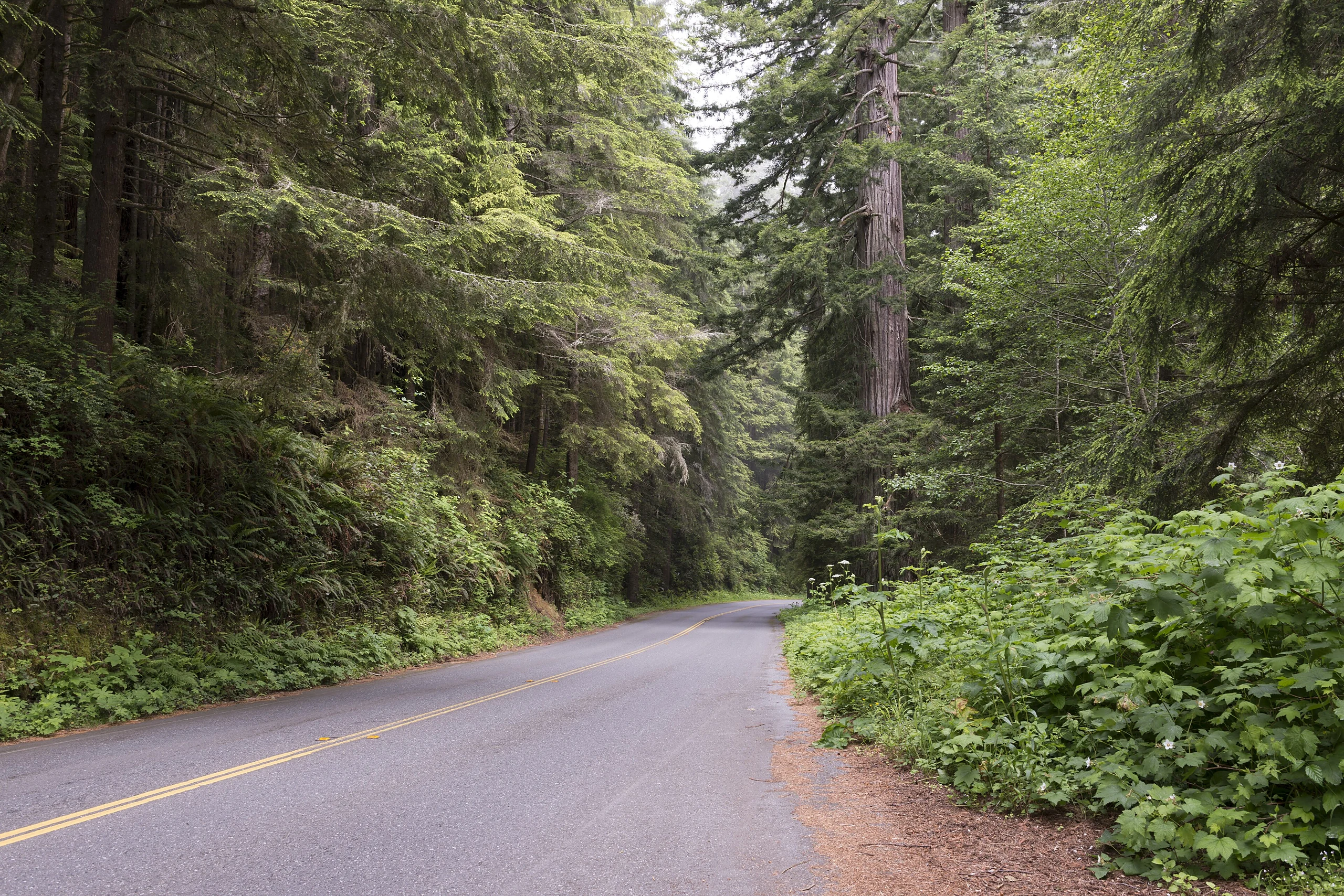 Redwood National and State Park on U.S. 101 in Northern California