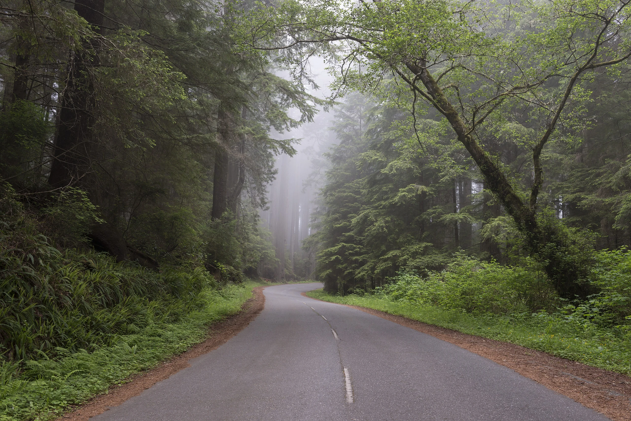 Redwood National and State Park on U.S. 101 in Northern California