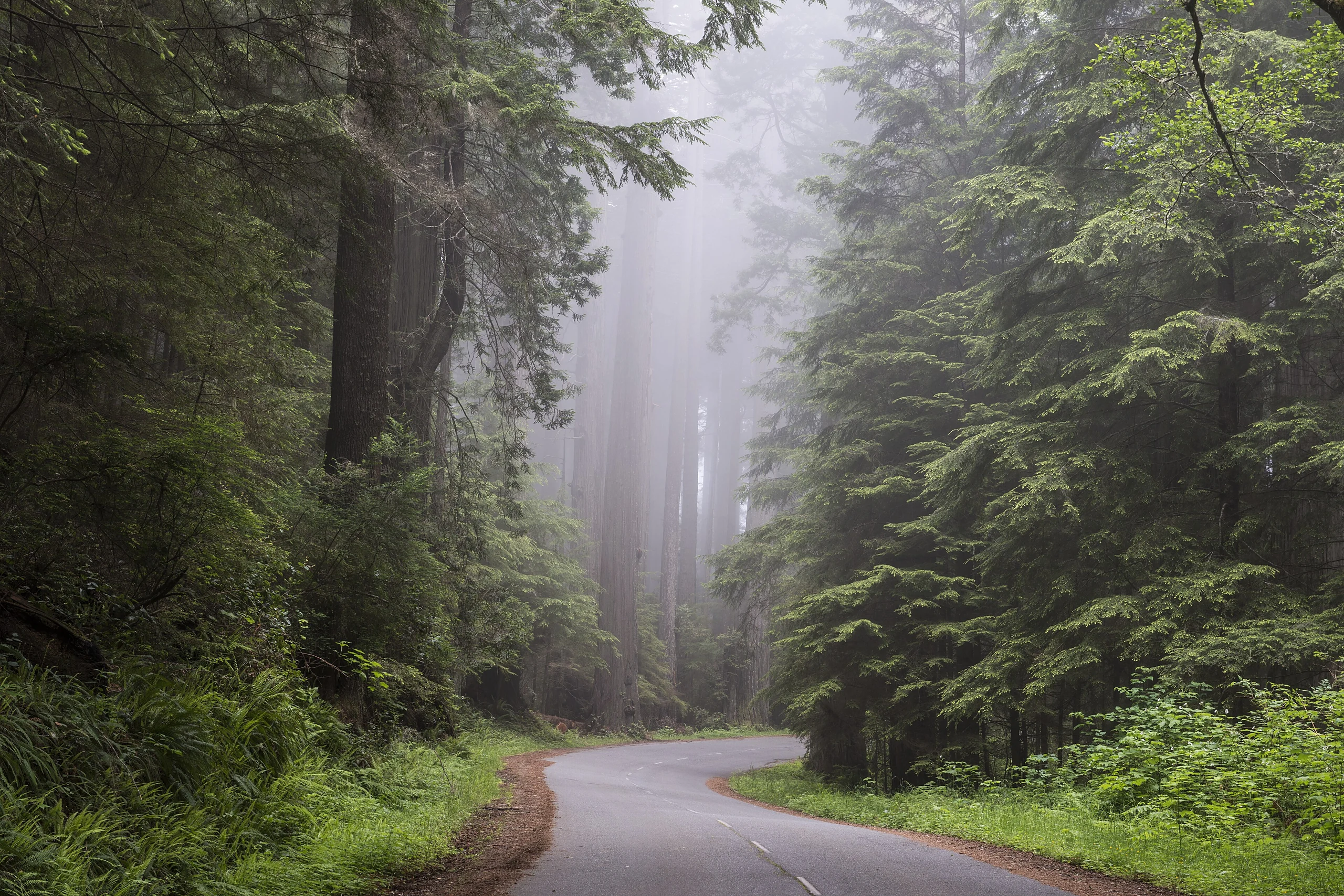 Redwood National and State Park on U.S. 101 in Northern California