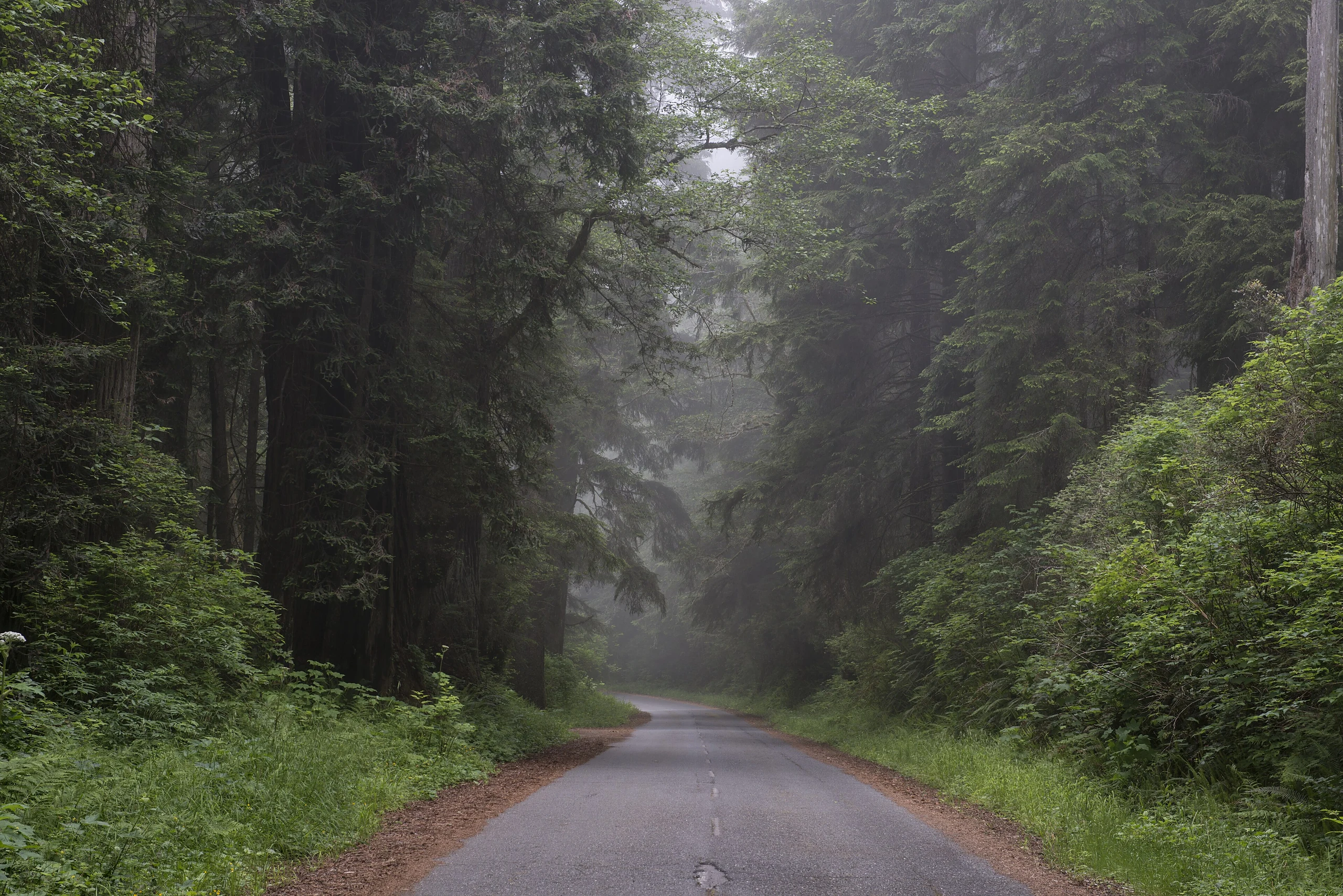 Redwood National and State Park on U.S. 101 in Northern California