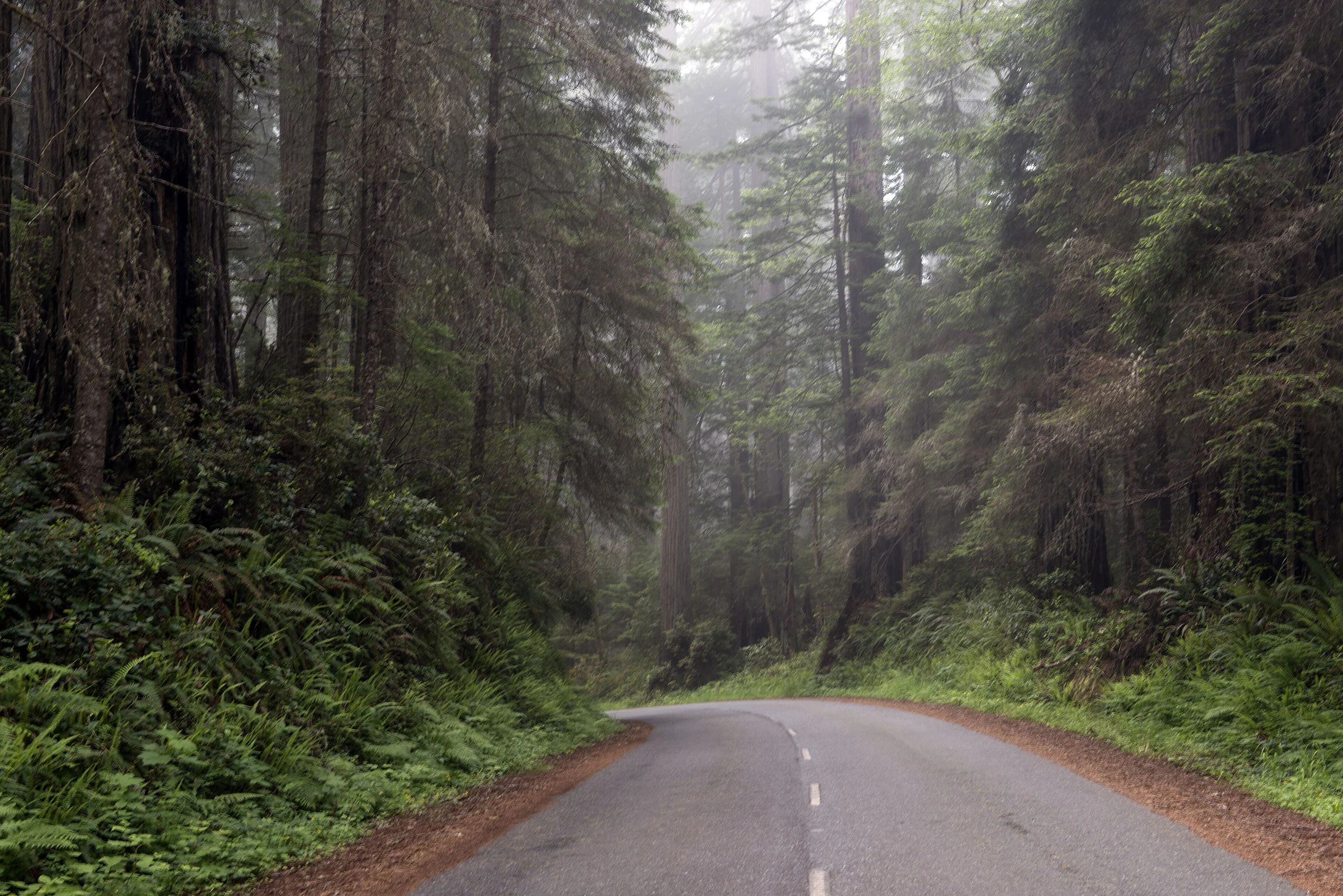 Redwood National and State Park on U.S. 101 in Northern California