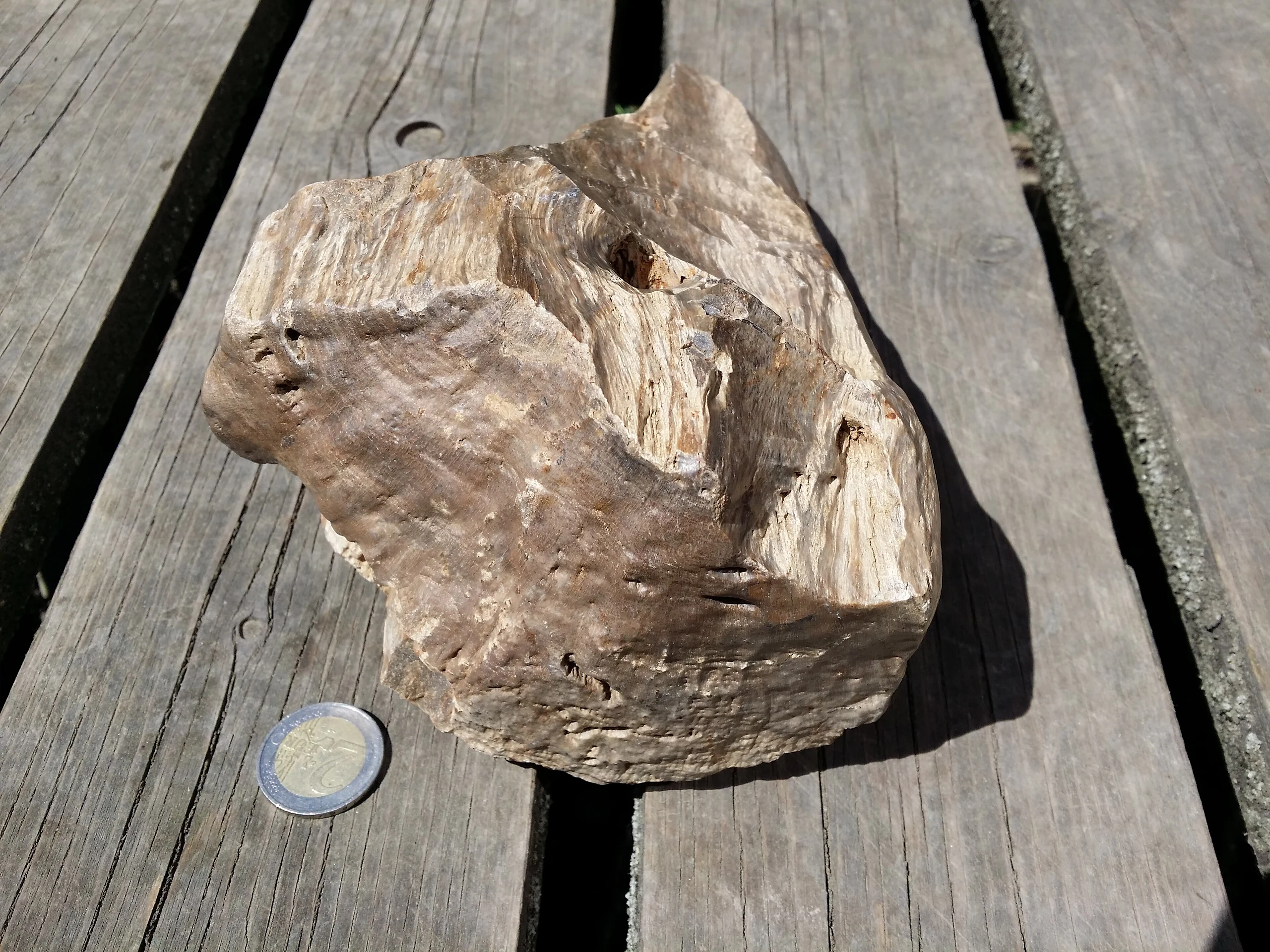 Kieselholz aus dem Langen Thal östlich von Hollabrunn sl4