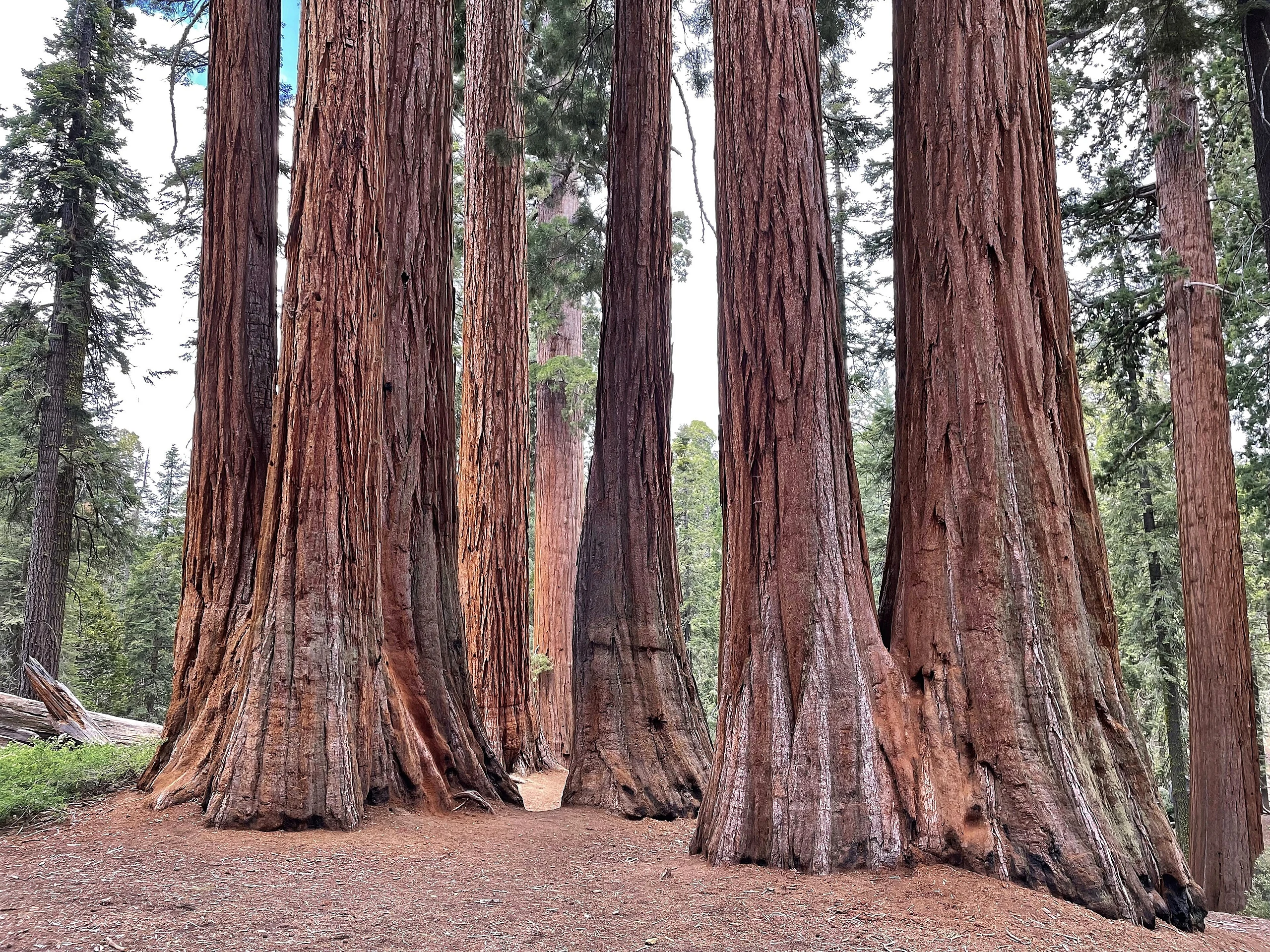 Group of Sequoias in General Grant Grove, Kings Canyon National Park (June 2022)