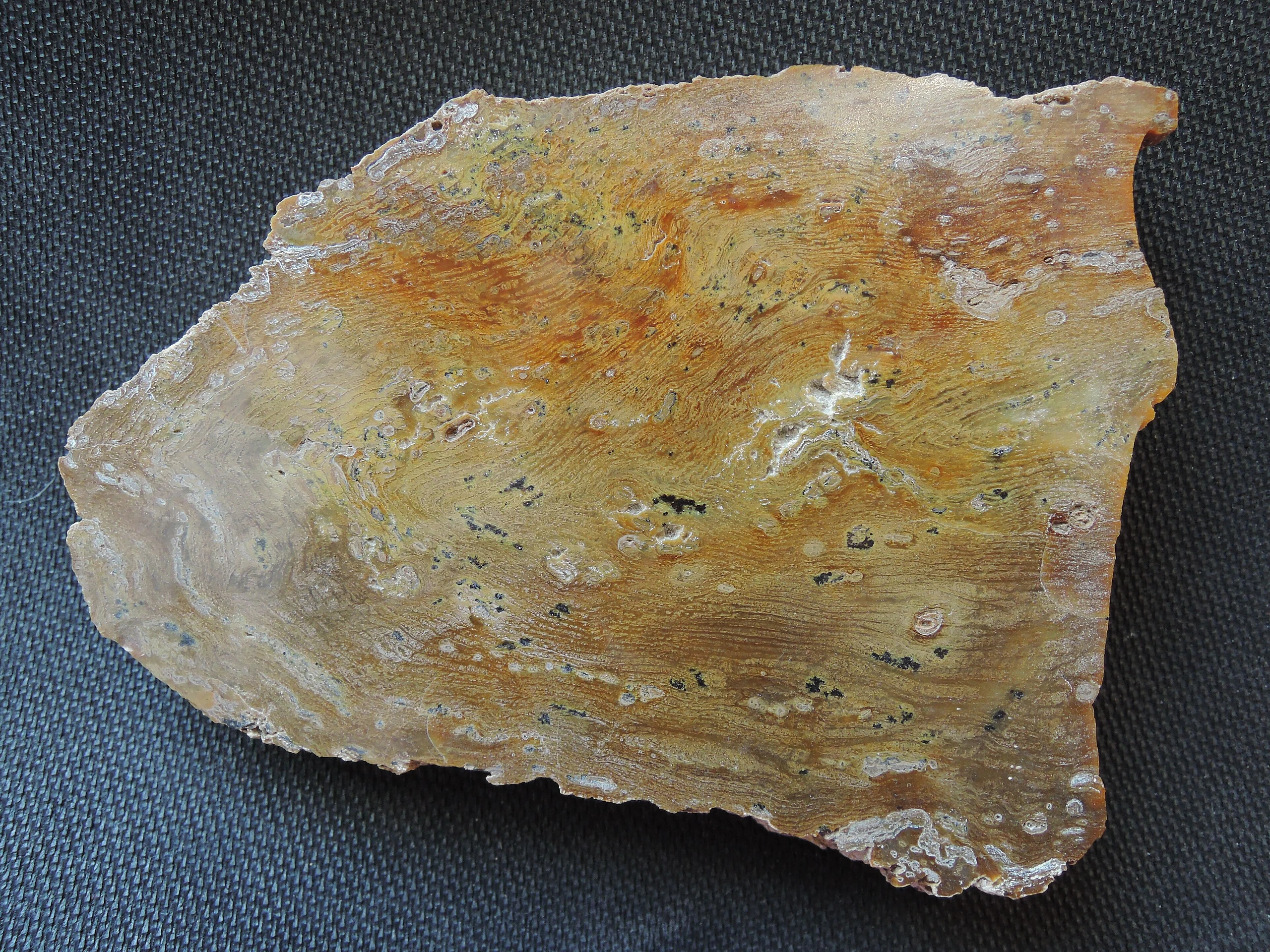 Fossil wood