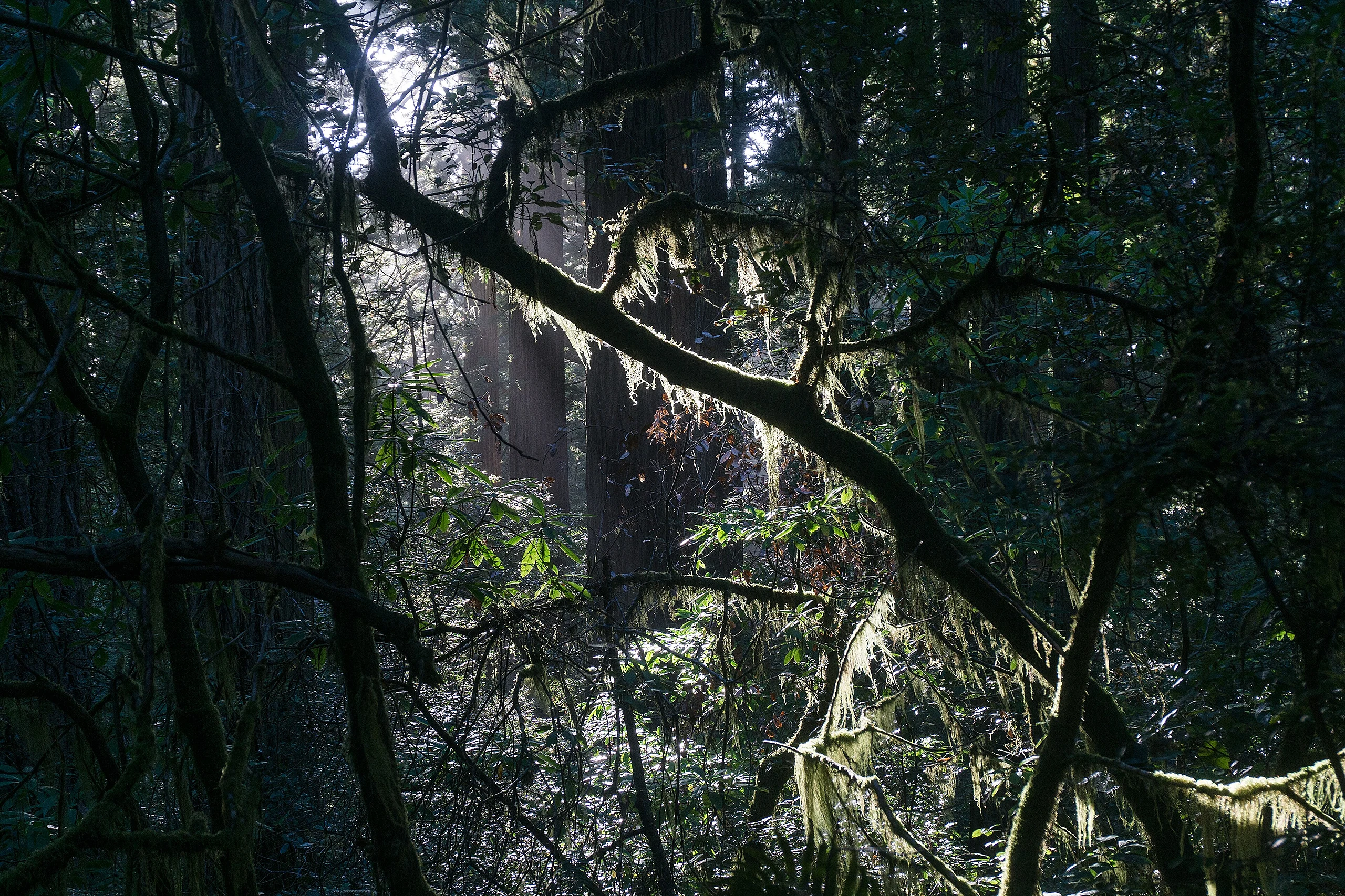 Redwood National and State Parks