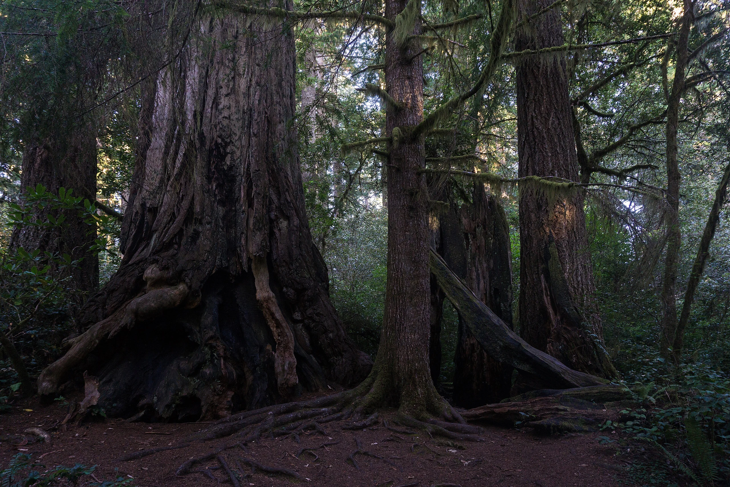 Redwood National and State Parks
