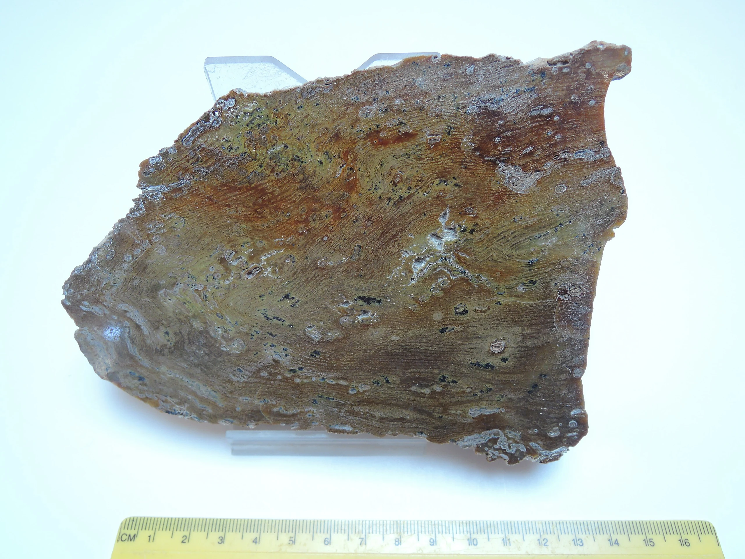 Fossil wood