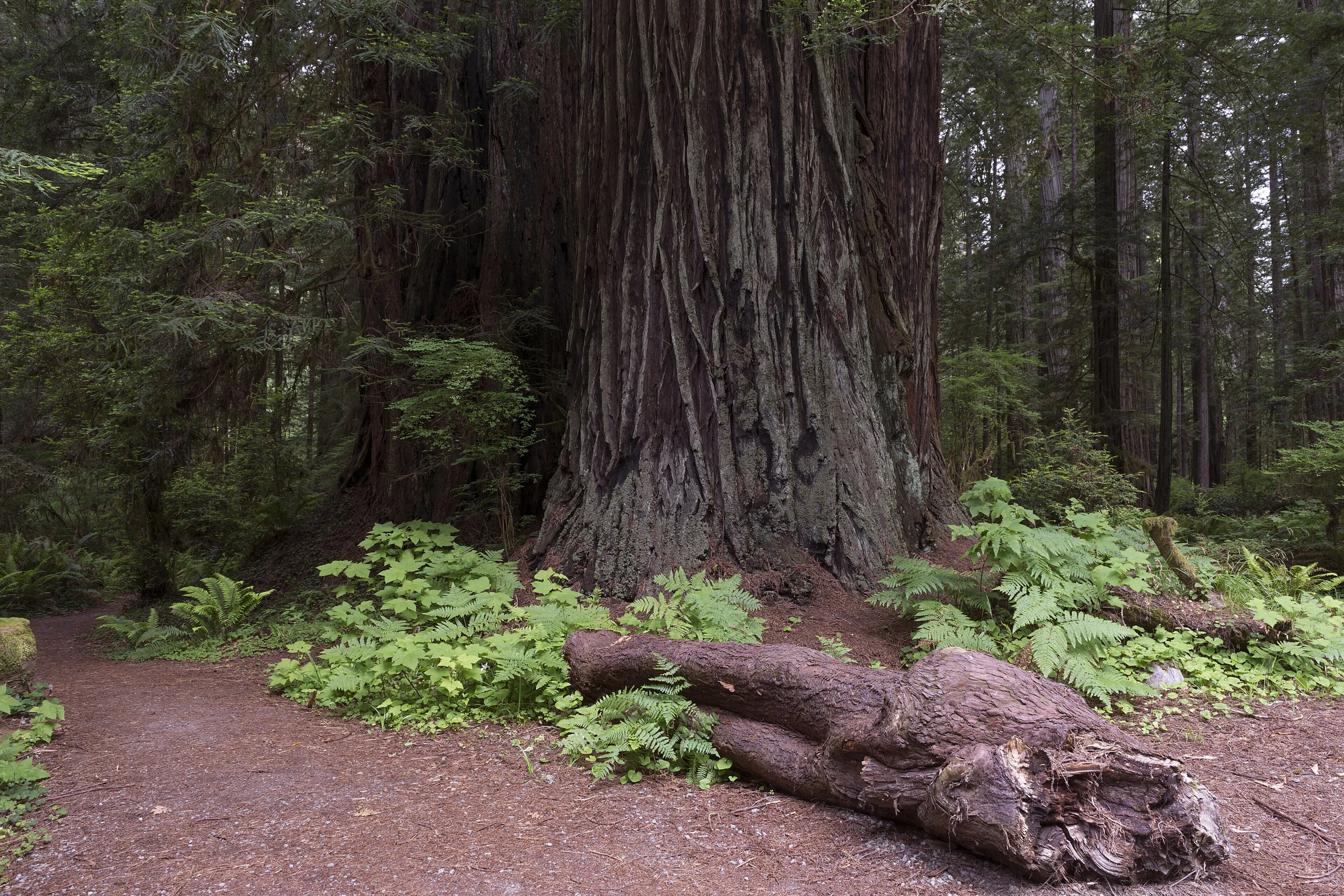 Redwood National and State Park on U.S. 101 in Northern California