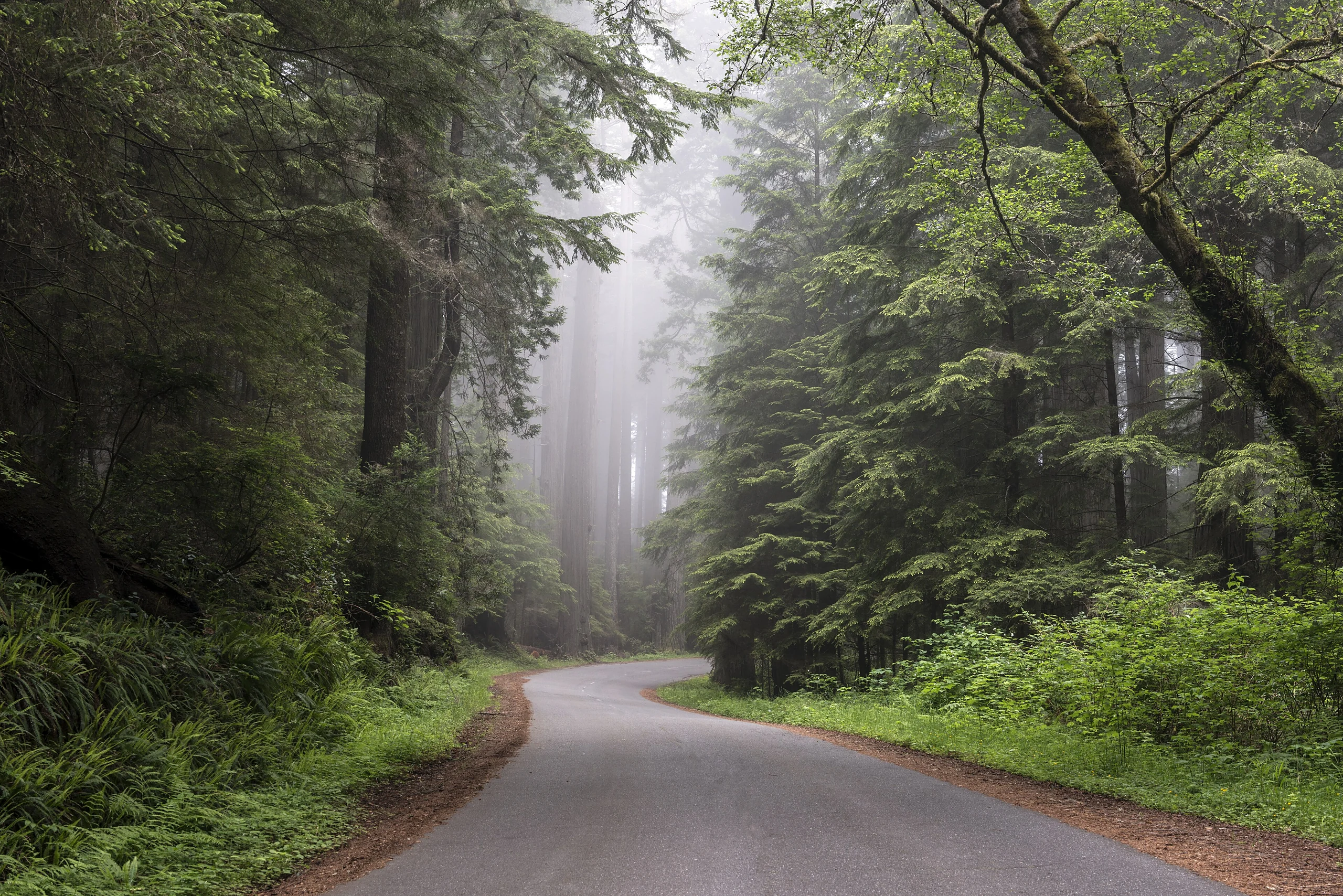 Redwood National and State Park on U.S. 101 in Northern California