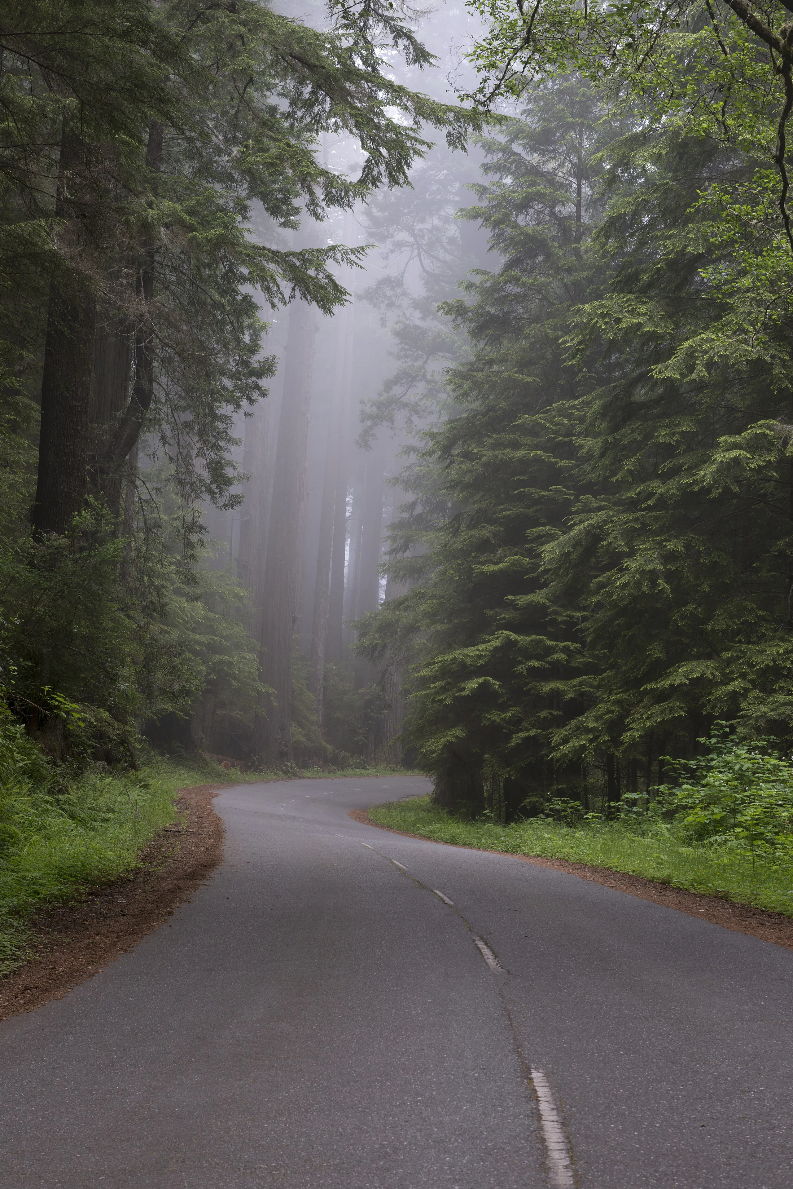 Redwood National and State Park on U.S. 101 in Northern California