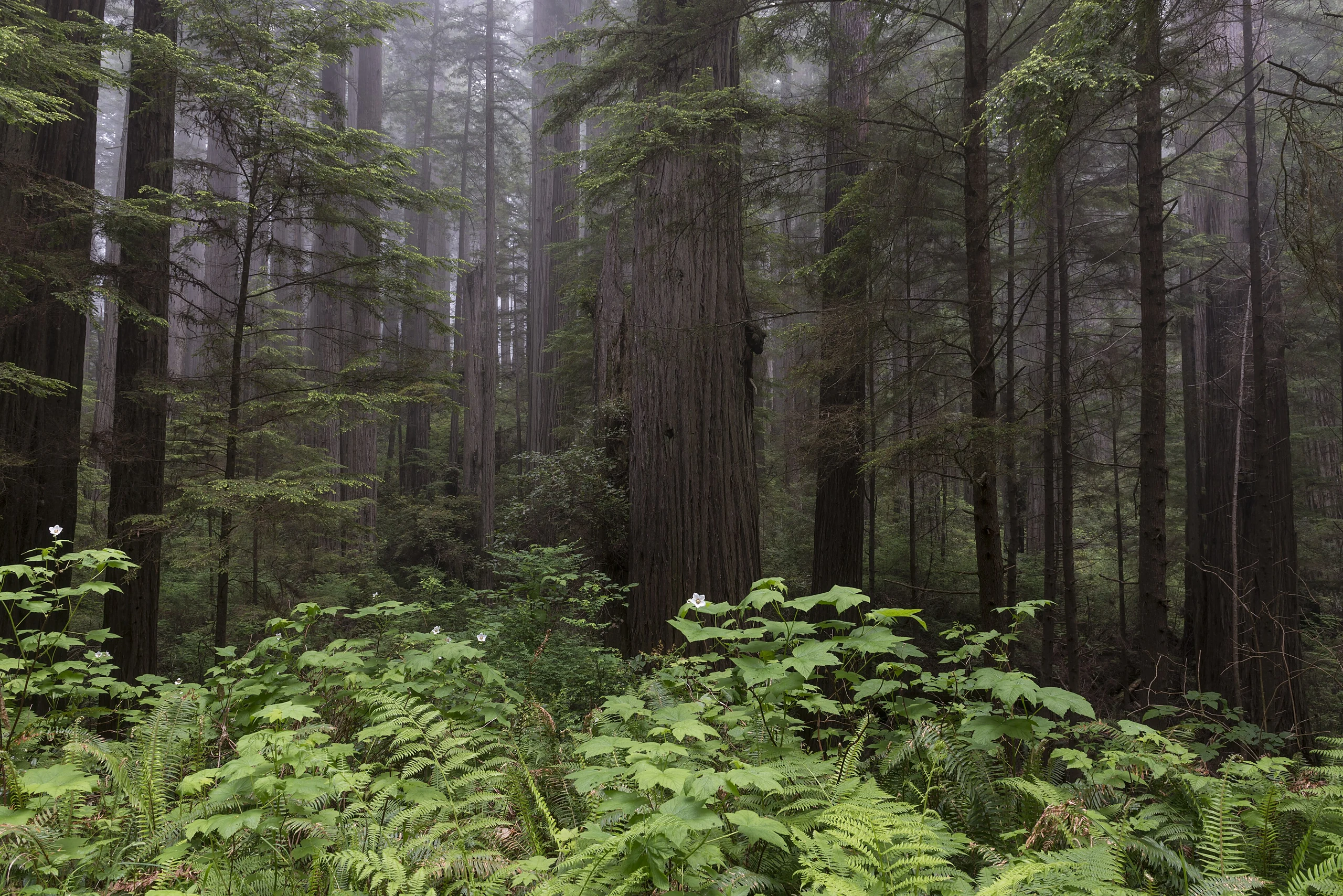 Redwood National and State Park on U.S. 101 in Northern California