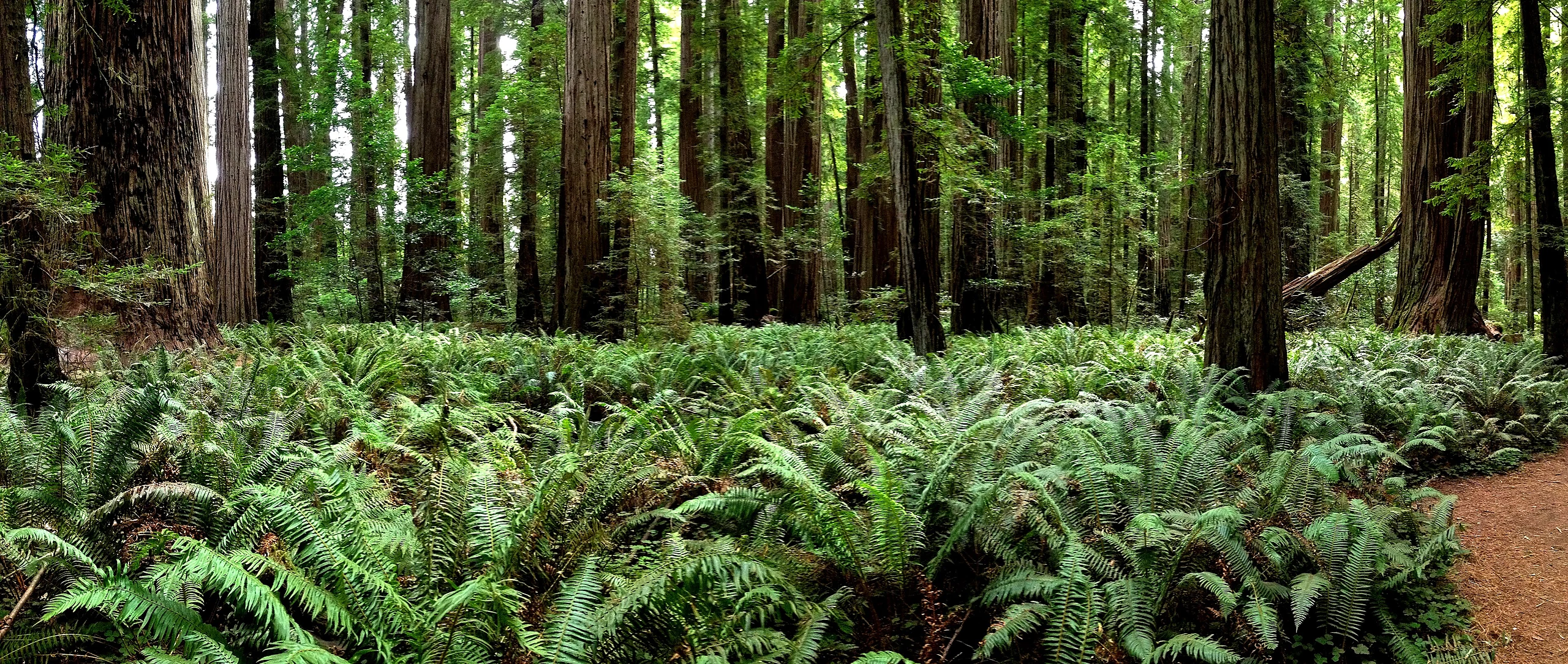 365-365 ~ Stout Grove -redwood -trees -panorama -california -statepark -green