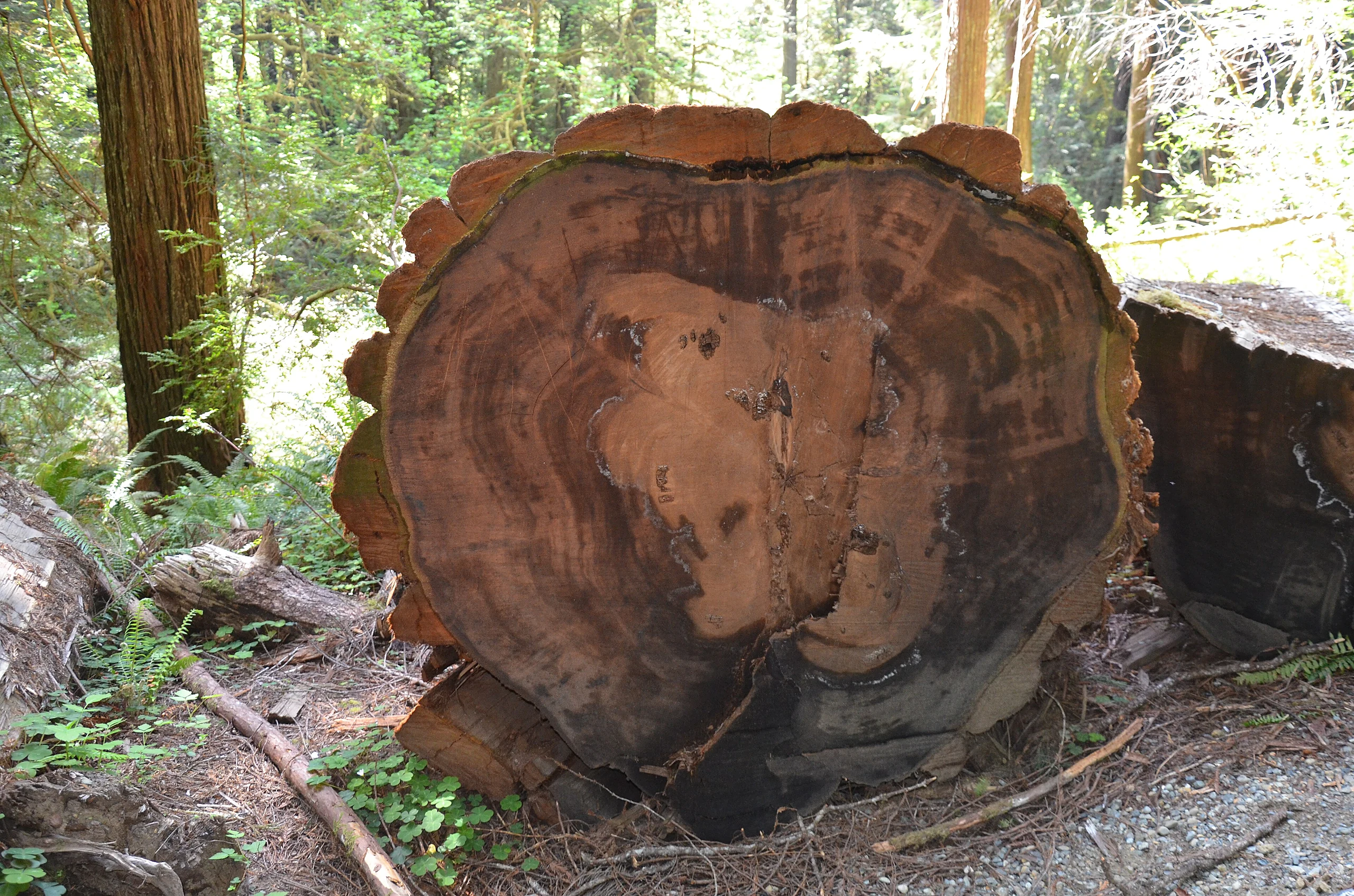 Redwoods in Humboldt