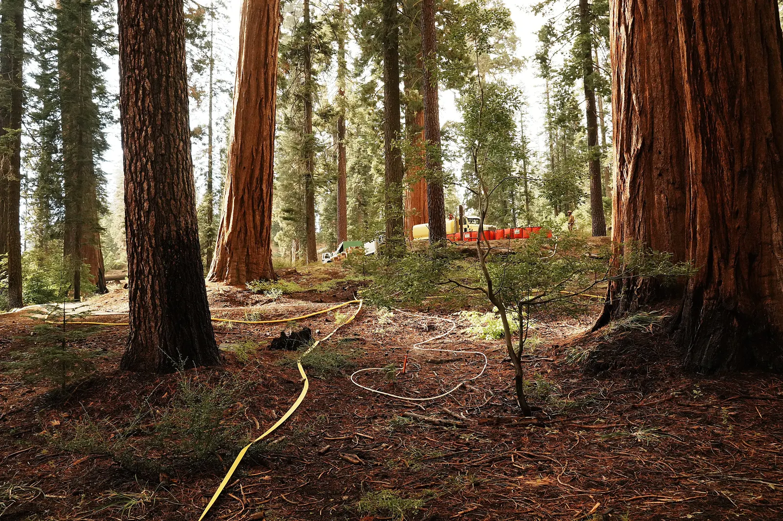 FS Sierra GarnetFire SW