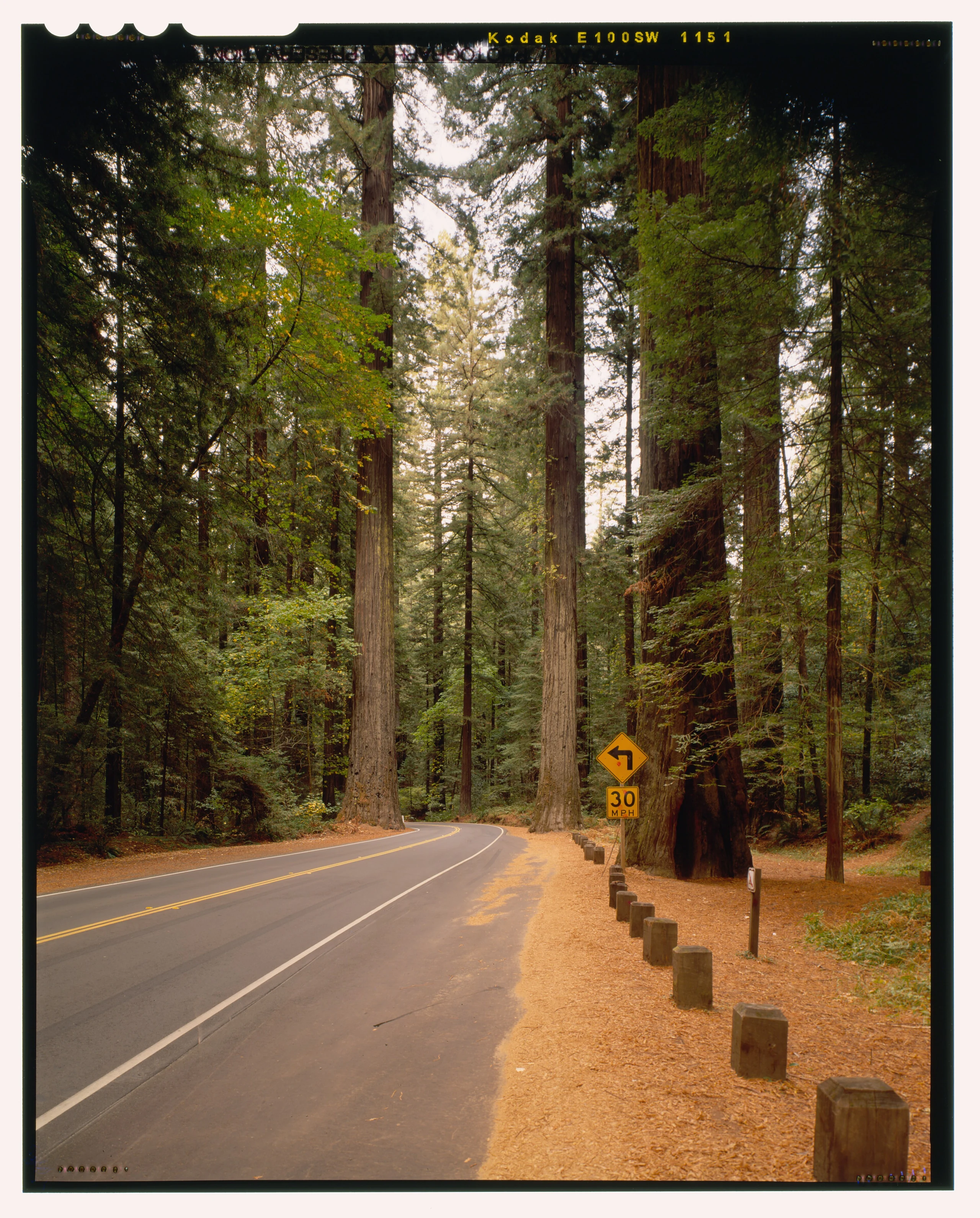 Avenue Of The Giants, Old Highway 101, Road View 1.5 Miles North Of Miranda. Humboldt County, California. Looking N. - R