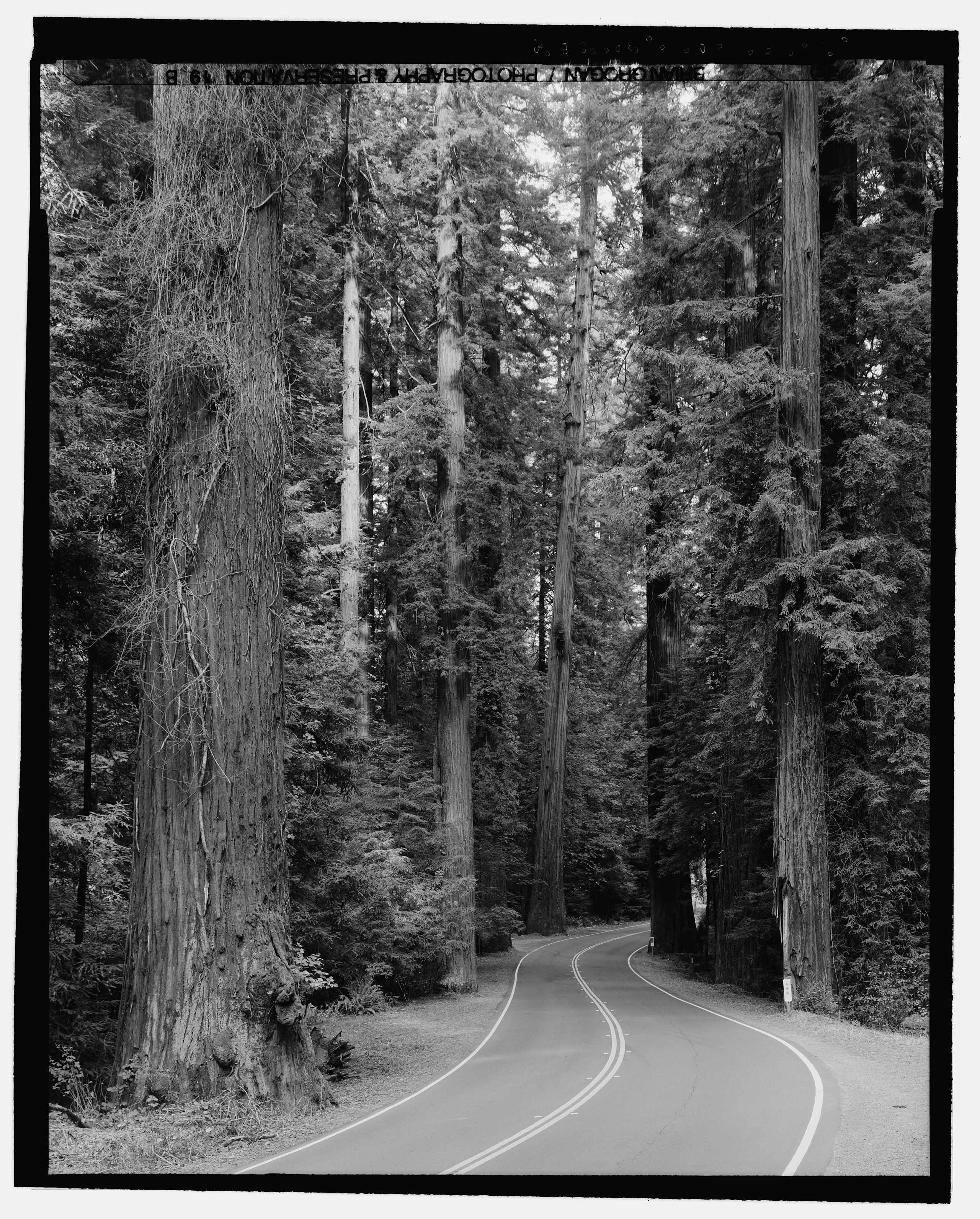 AVENUE OF THE GIANTS, OLD HIGHWAY 101, ROAD VIEW .5 MILE NORTH OF MIRANDA. HUMBOLDT COUNTY, CALIFORNIA. LOOKING NW. - Re