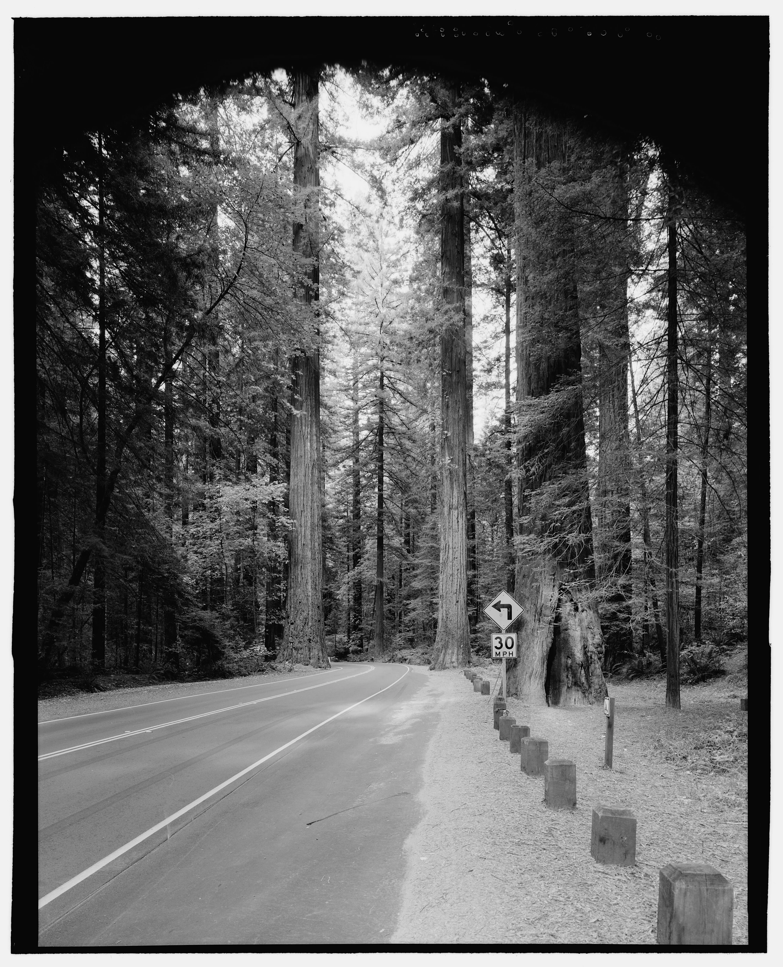Avenue Of The Giants, Old Highway 101, Road View 1.5 Miles North Of Miranda. Humboldt County, California. Looking N. - R