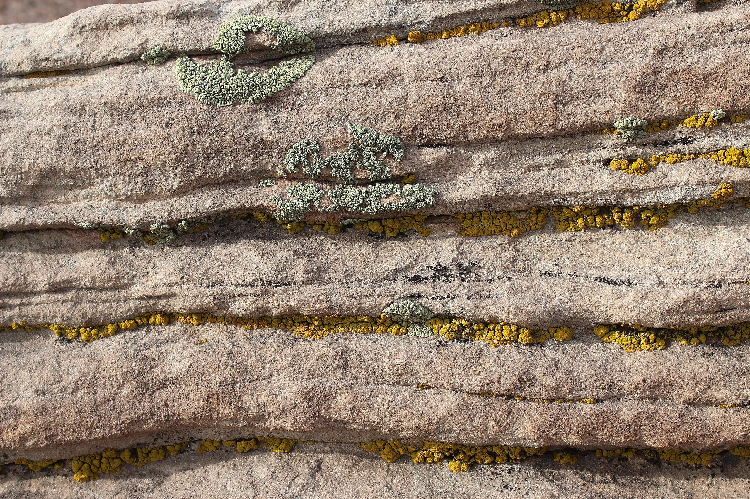 L. novomexicana and C. rosulans.jpg (68e3f5e5-00b1-467f-a5c6-9eda99bcbe4b)