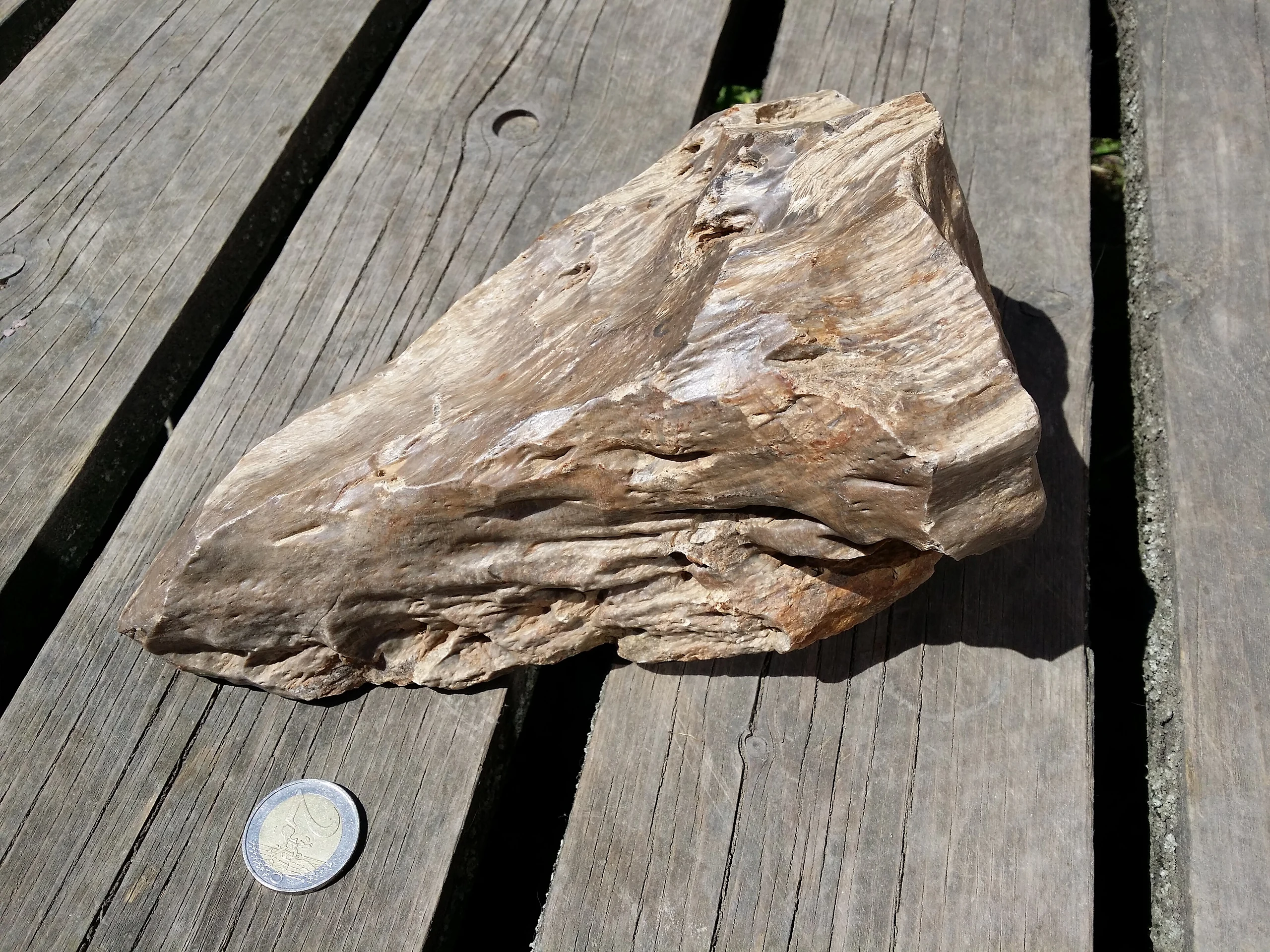 Kieselholz aus dem Langen Thal östlich von Hollabrunn sl1