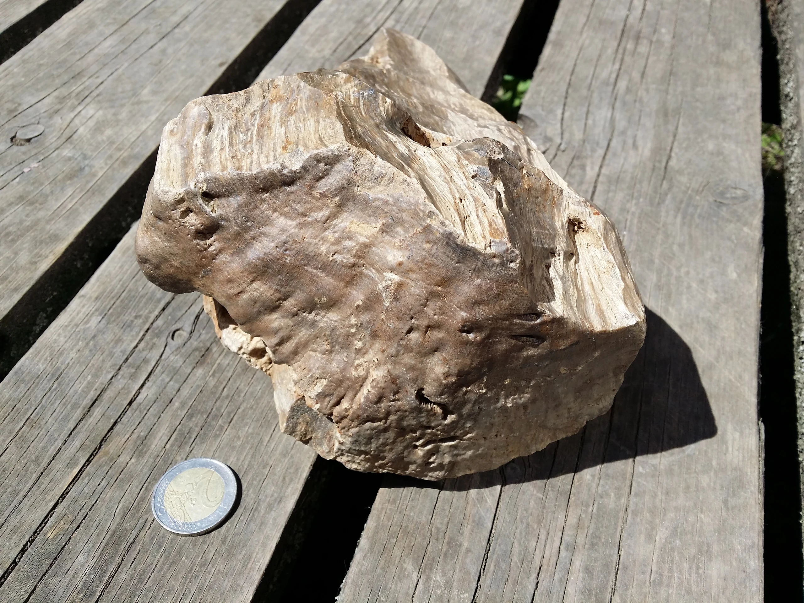 Kieselholz aus dem Langen Thal östlich von Hollabrunn sl3