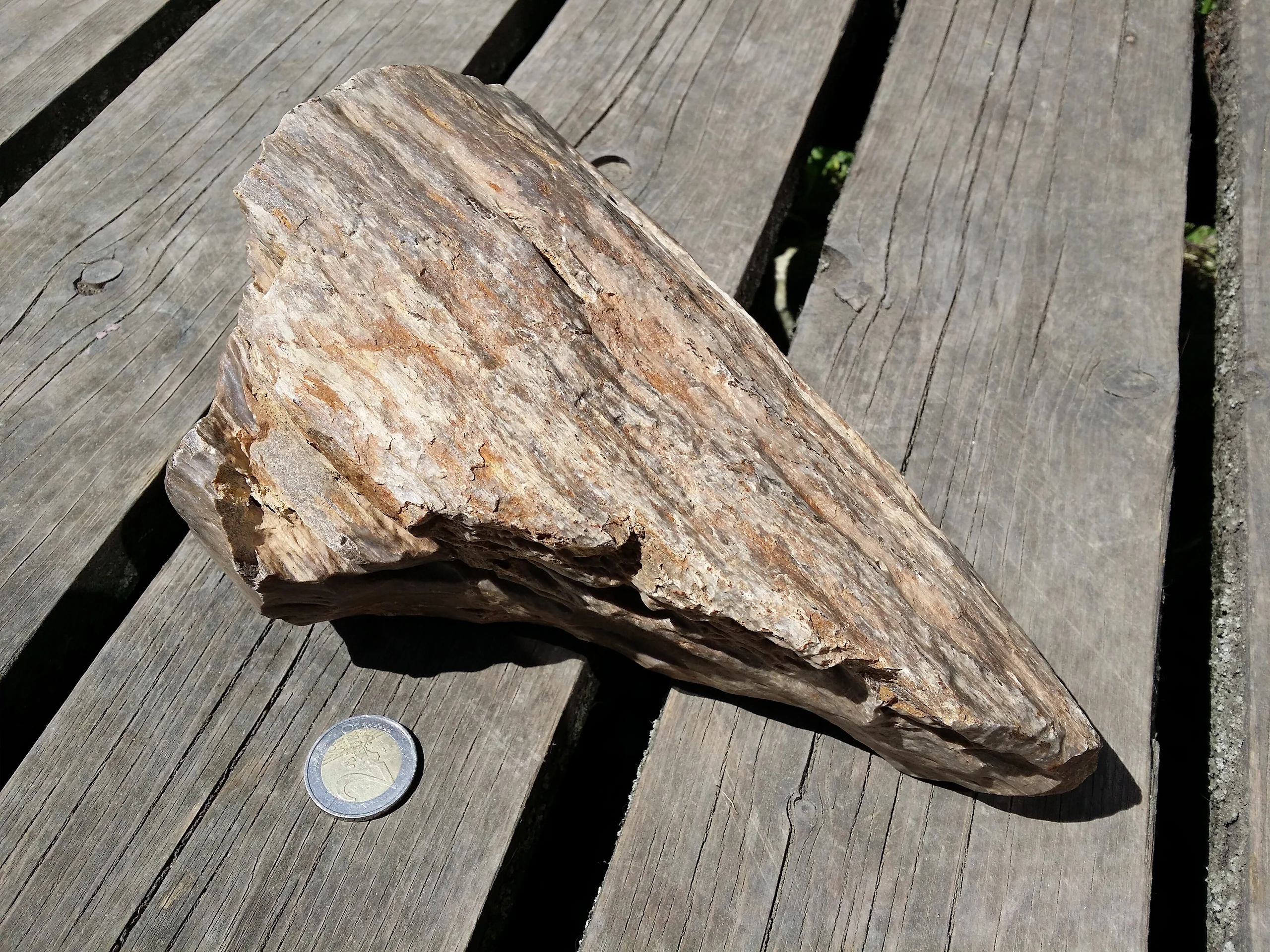 Kieselholz aus dem Langen Thal östlich von Hollabrunn sl5