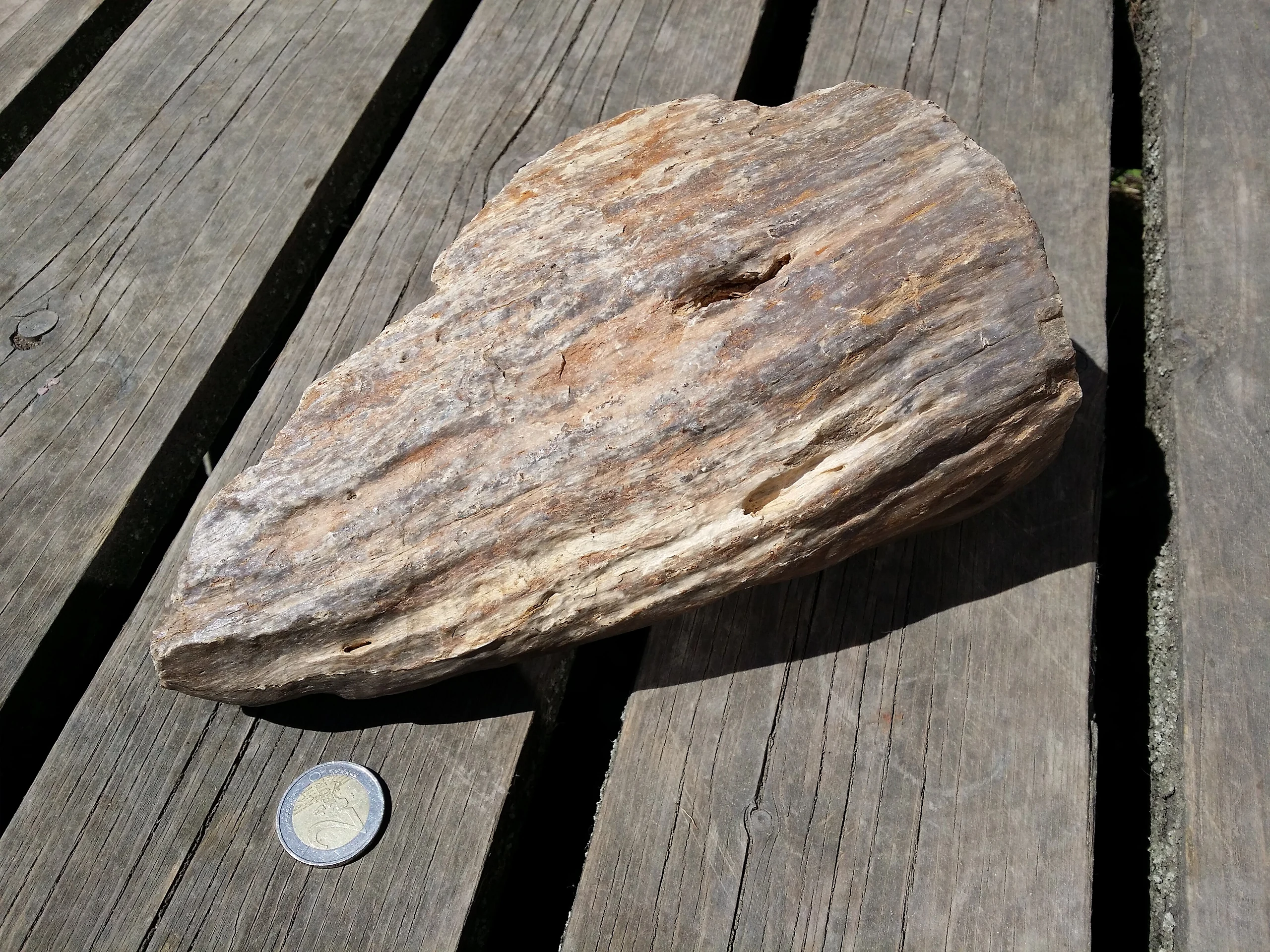 Kieselholz aus dem Langen Thal östlich von Hollabrunn sl6