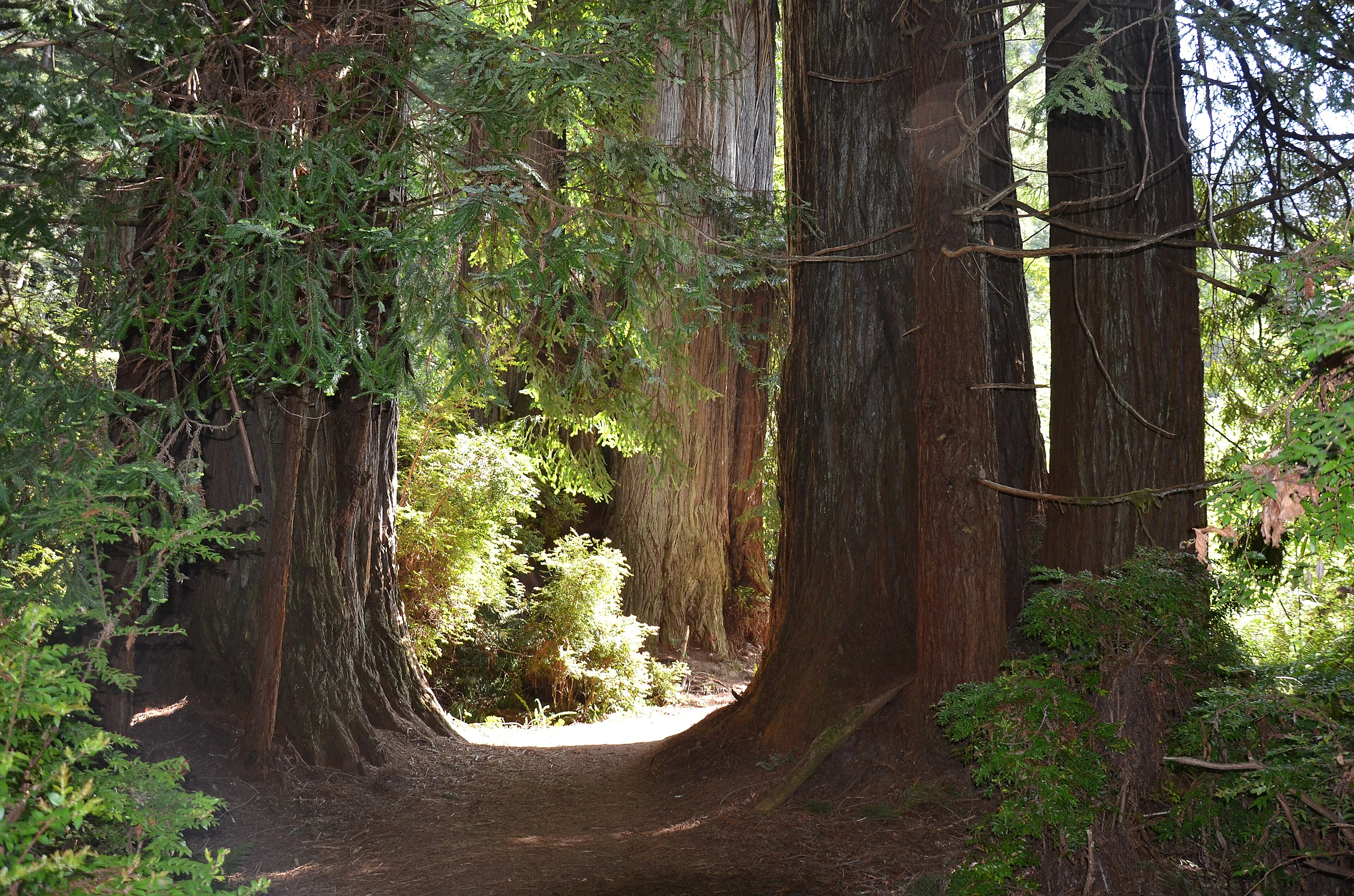 Redwoods in Humboldt