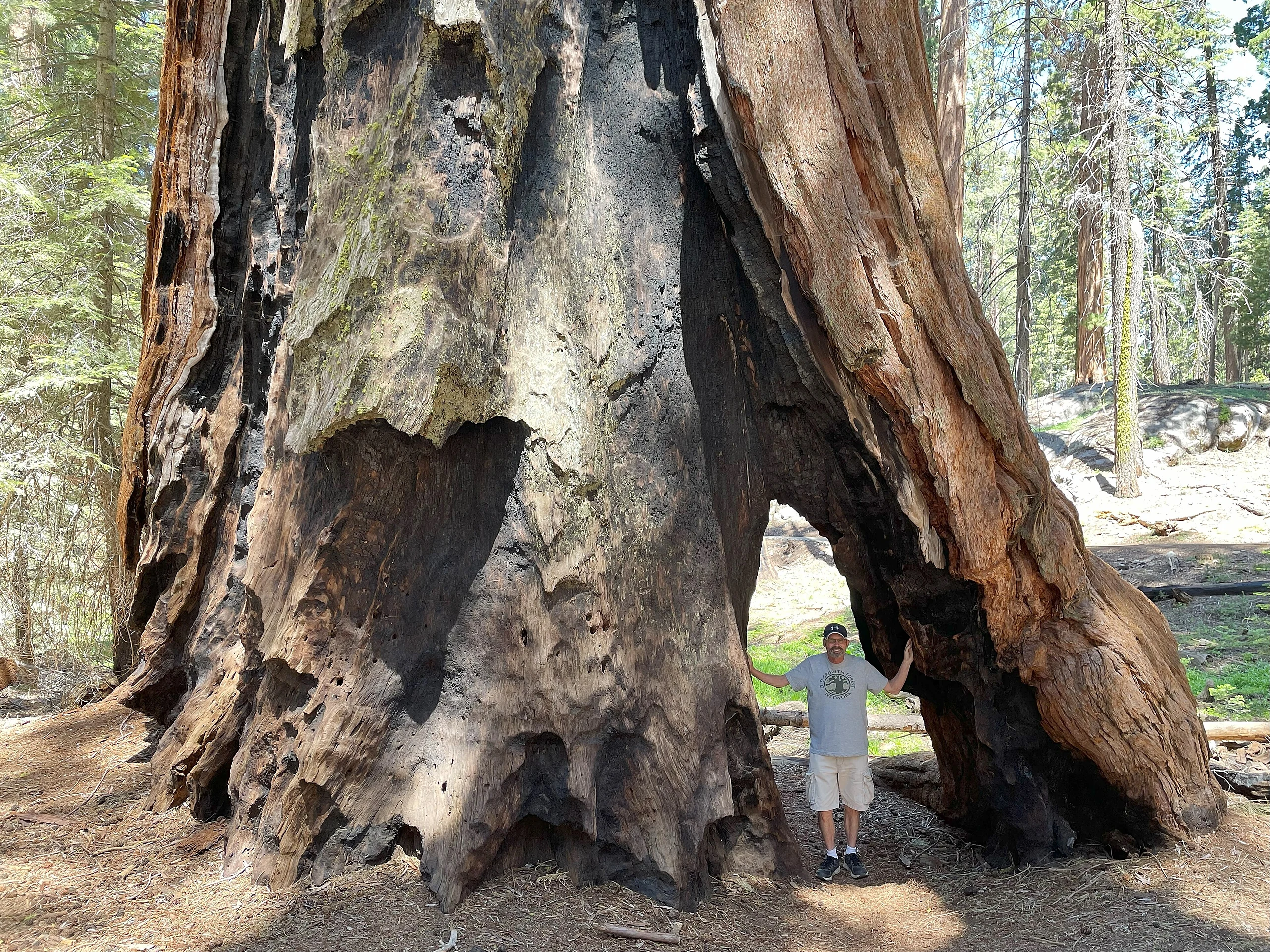 Gothic Arch Tree (base) in Sequoia National Park - July