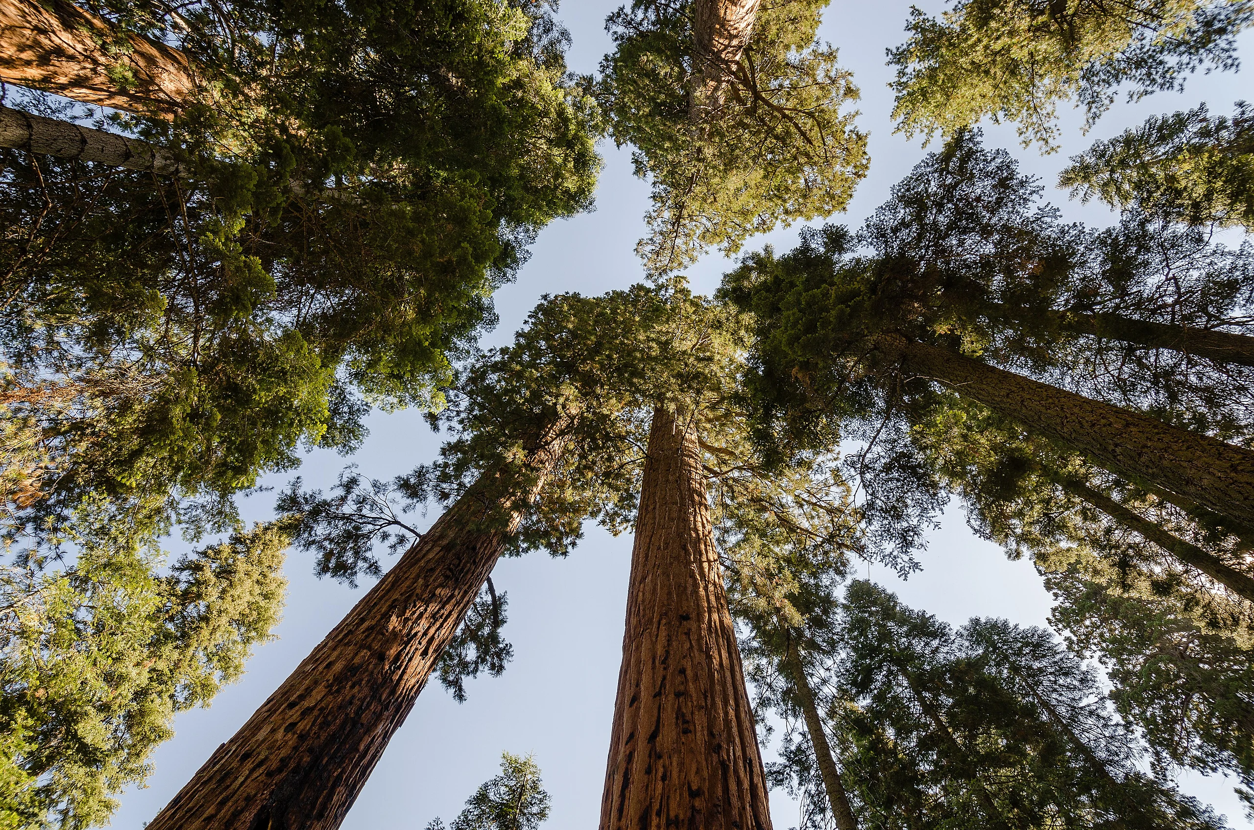 Giant sequoias in Sequoia National Park