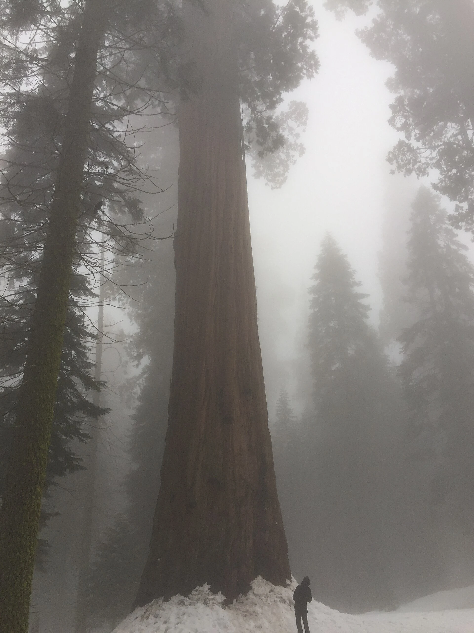 Giganteum Sequoiadendron