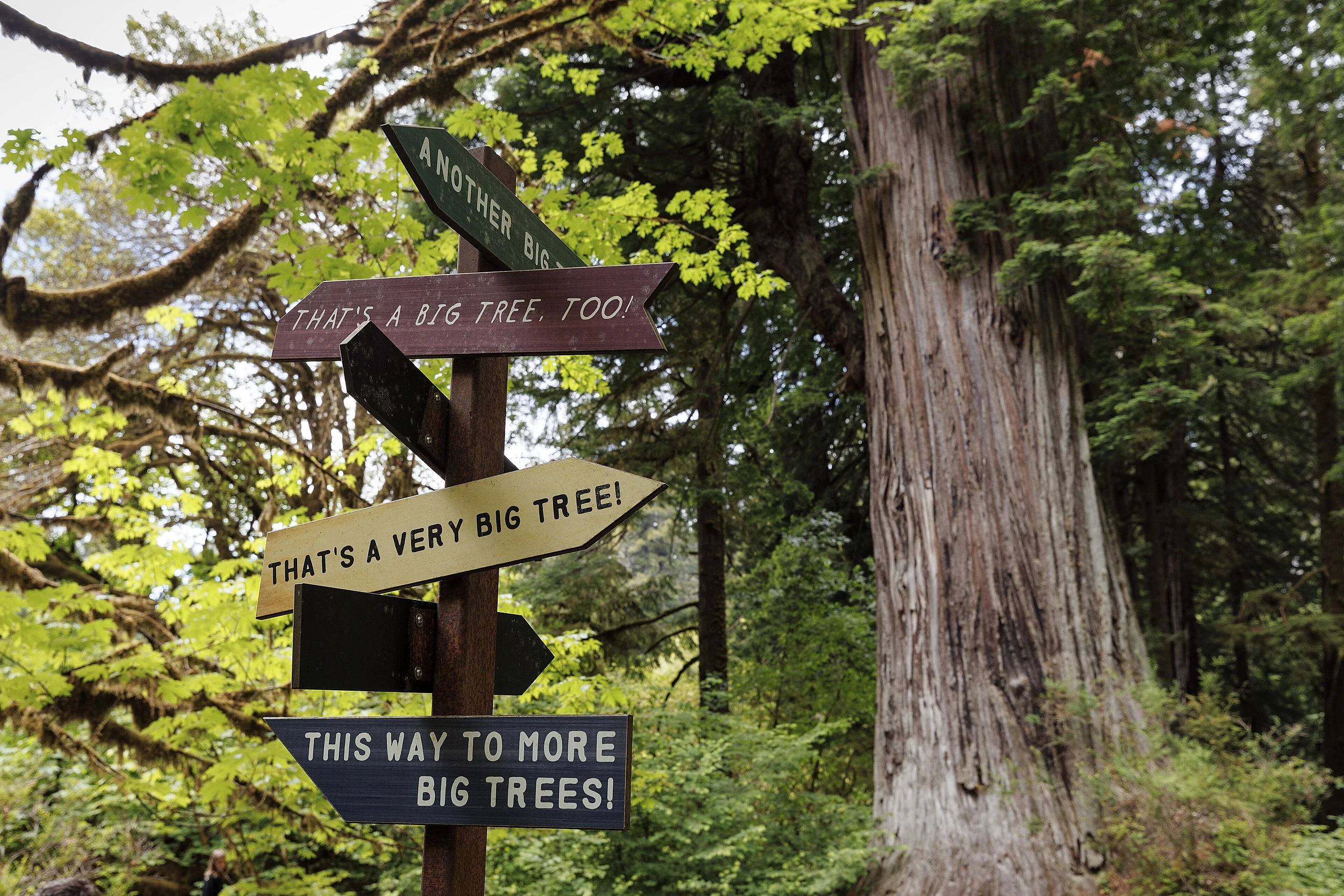 Redwood National and State Parks, June 23, 2024