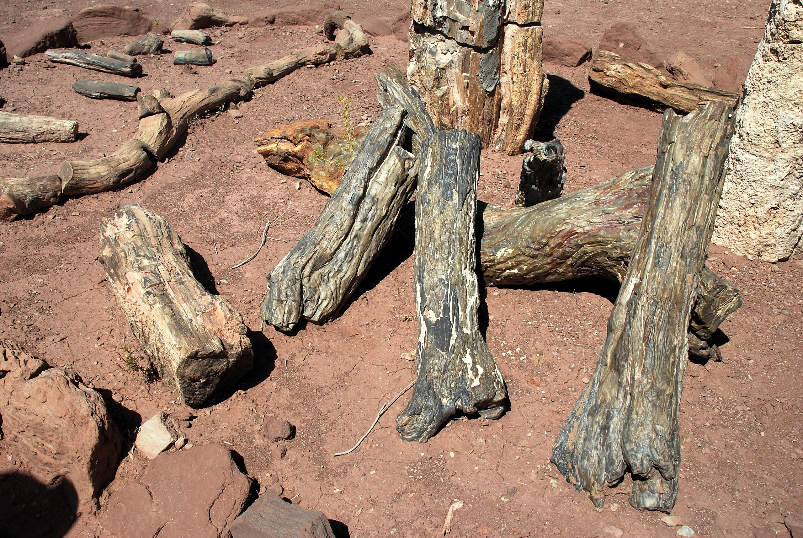 440 Arg Barreales esposizione scavi legnofossile