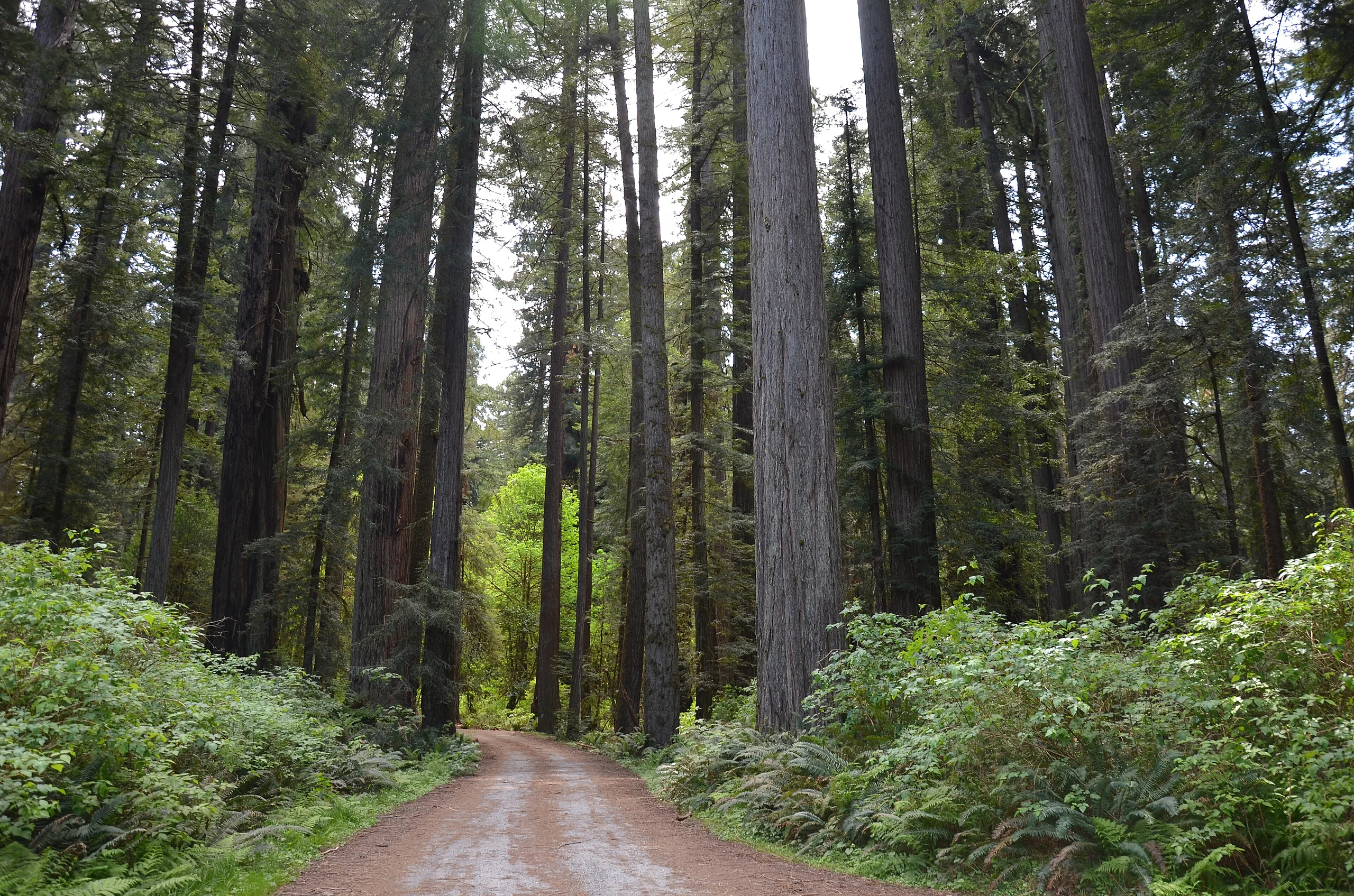 Redwoods in Humboldt