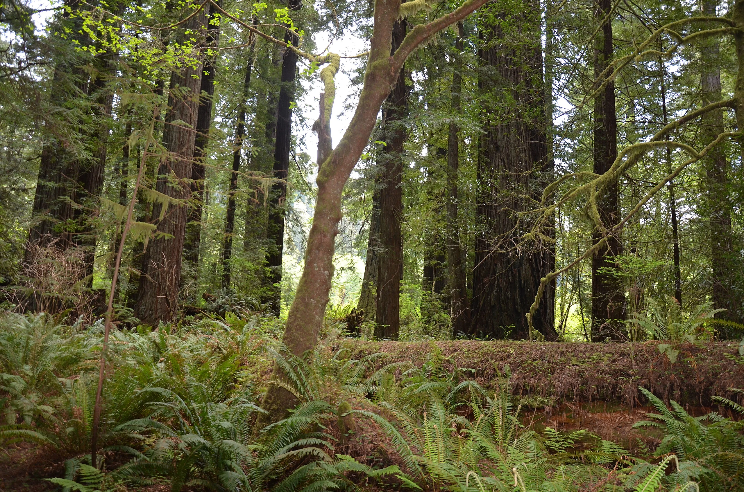 Redwoods in Humboldt