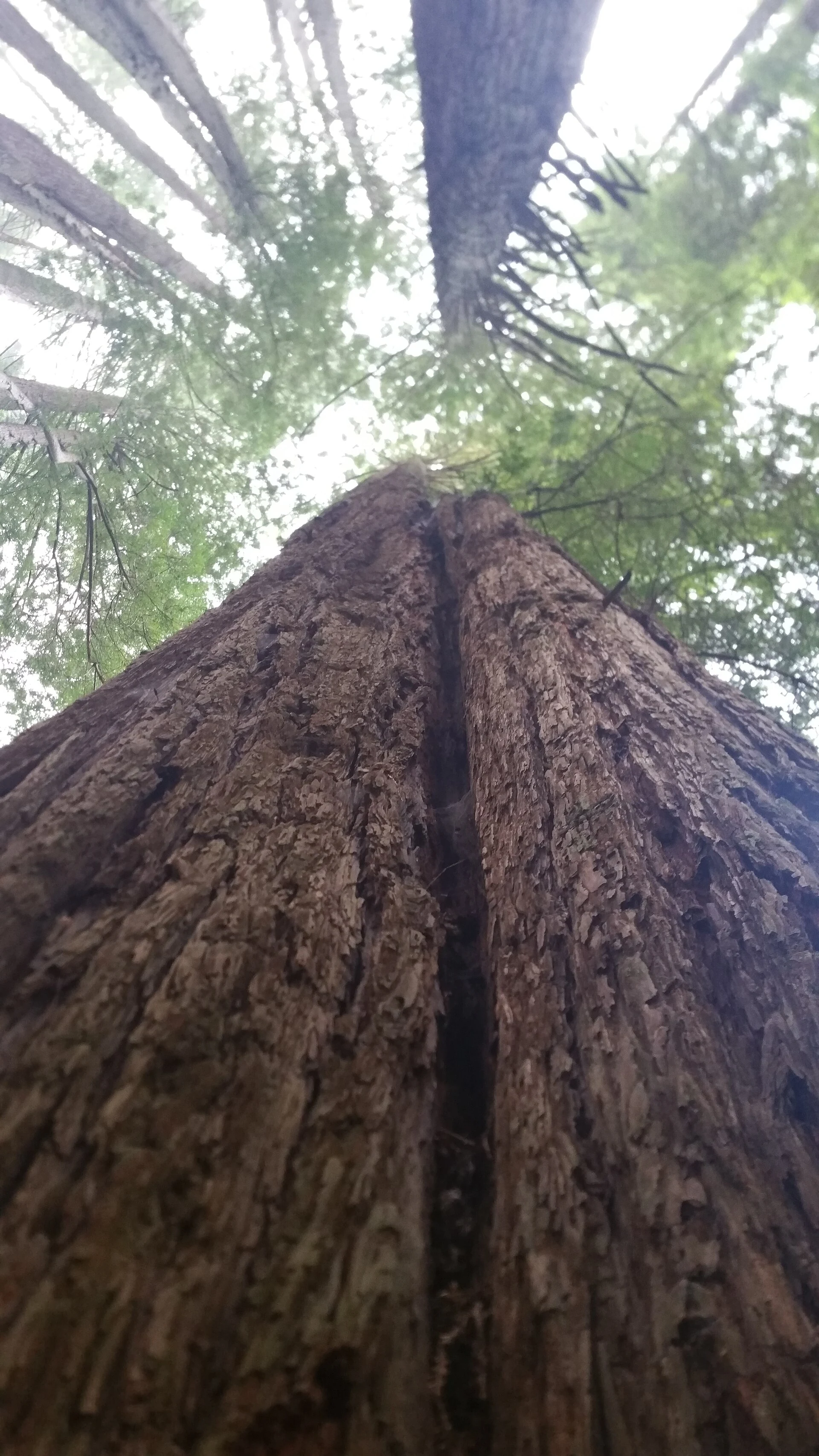 Eureka-Arcata-Fortuna, CA, CA, USA