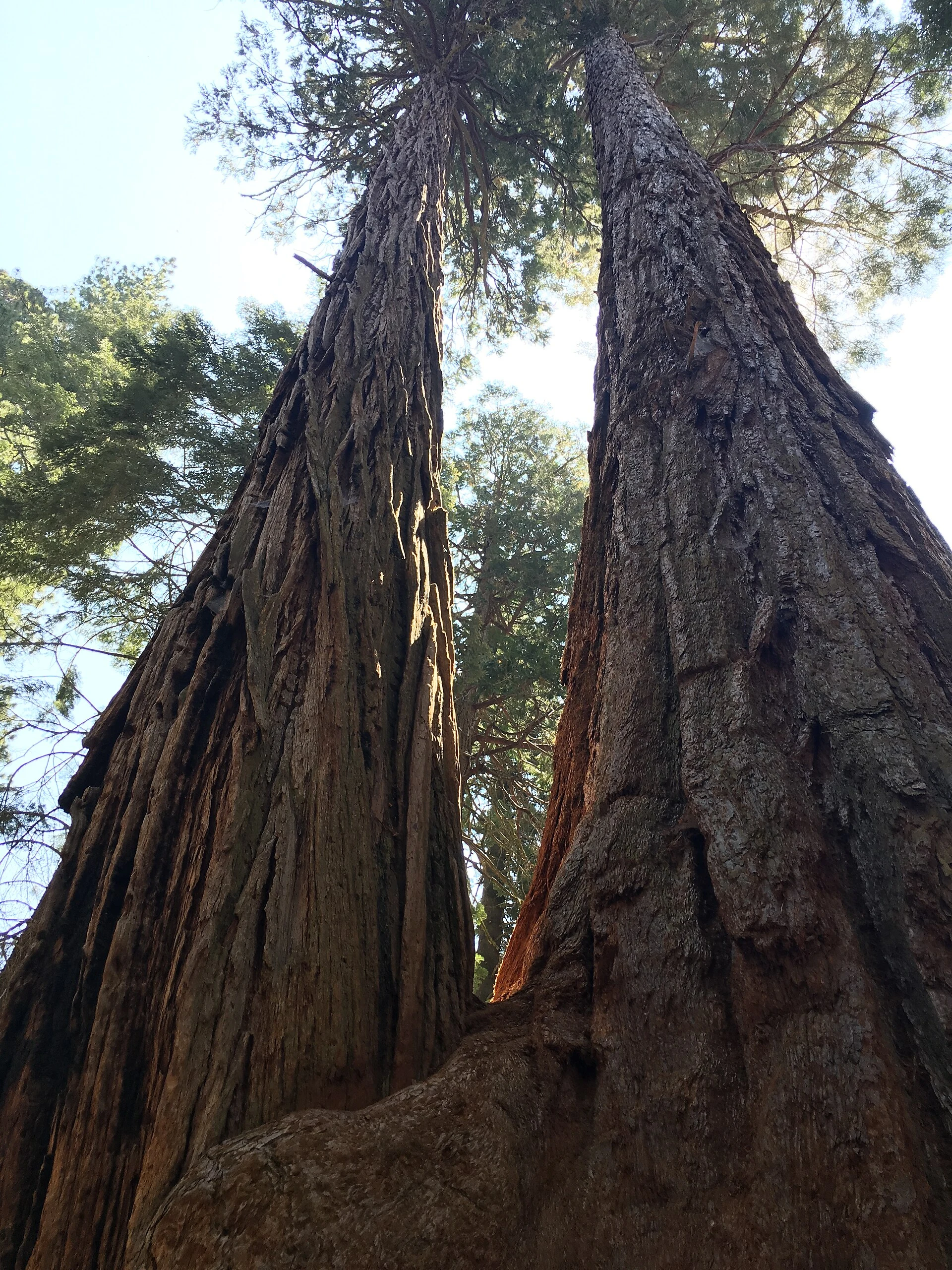 Giants on the Trail