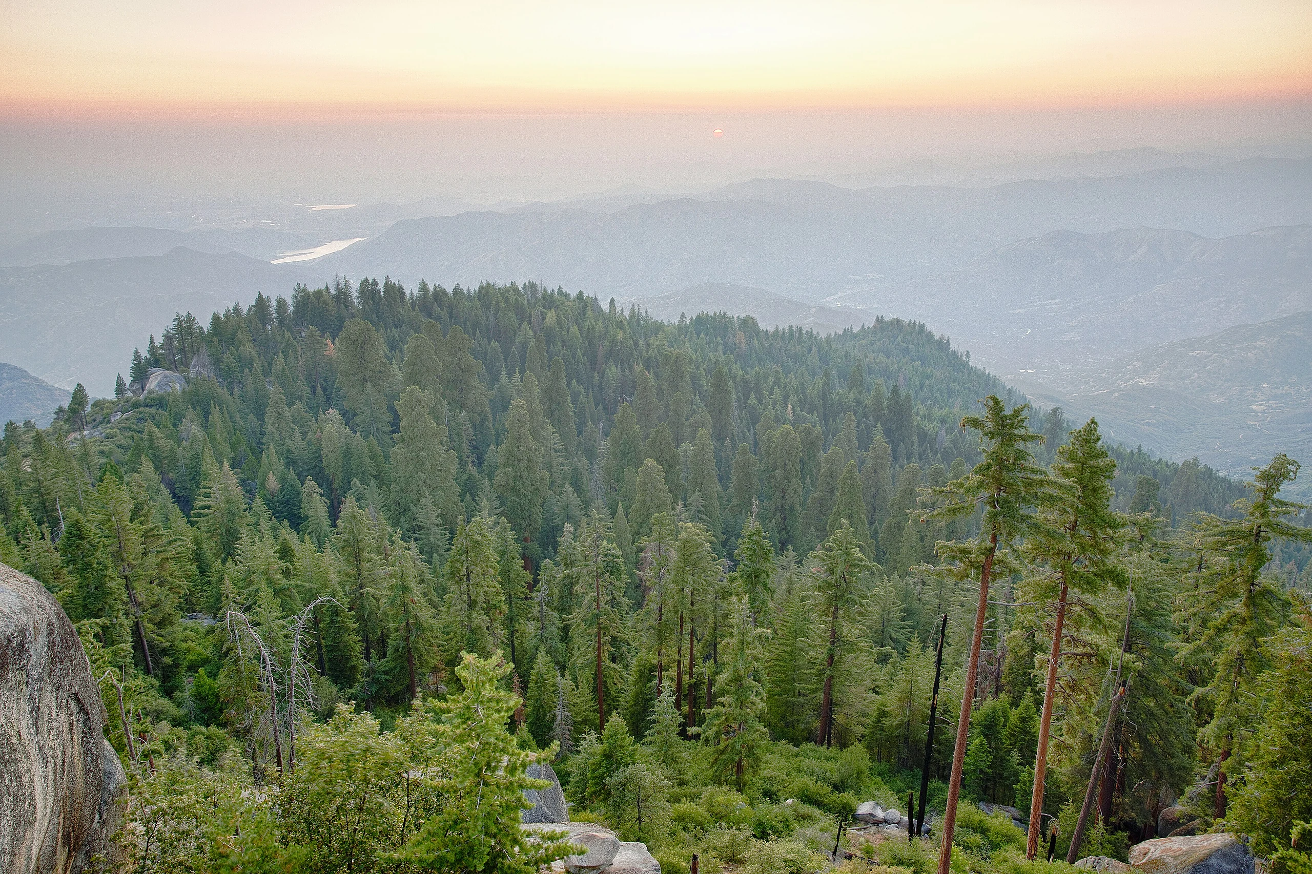 Case Mountain Giant Sequoias BLM