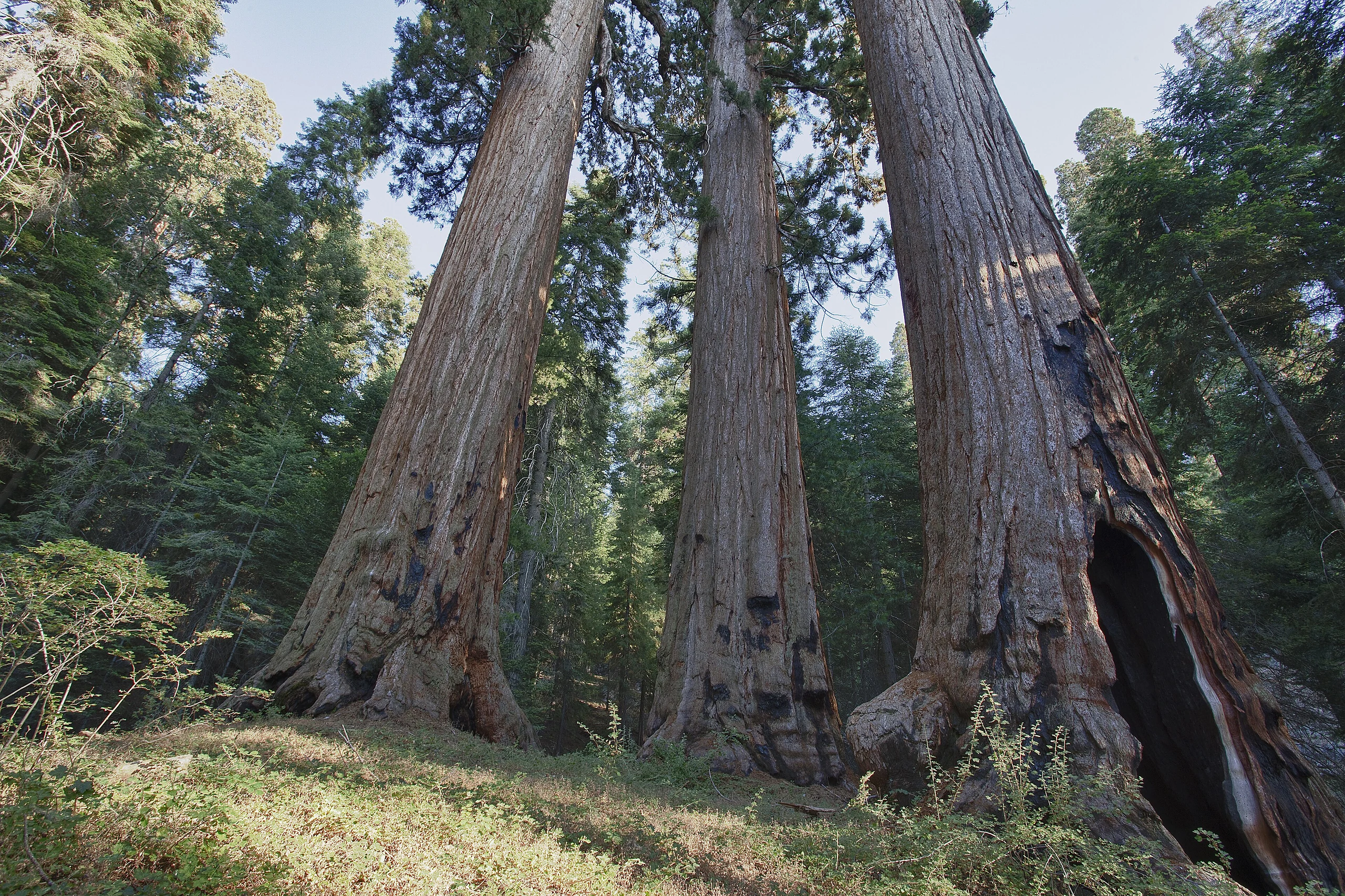 Case Mountain Giant Sequoias BLM