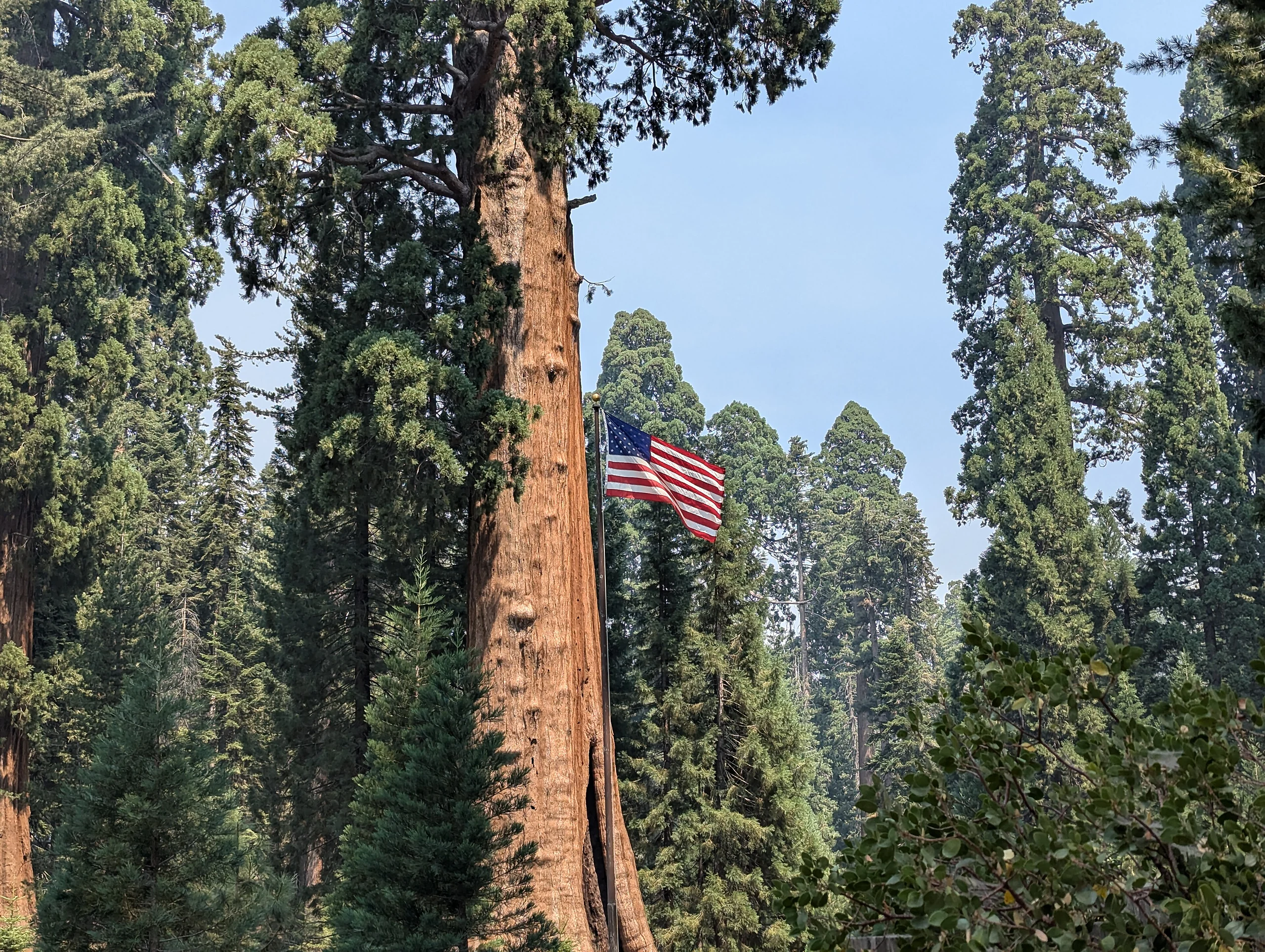 Mariposa Grove Sequoia American Flag