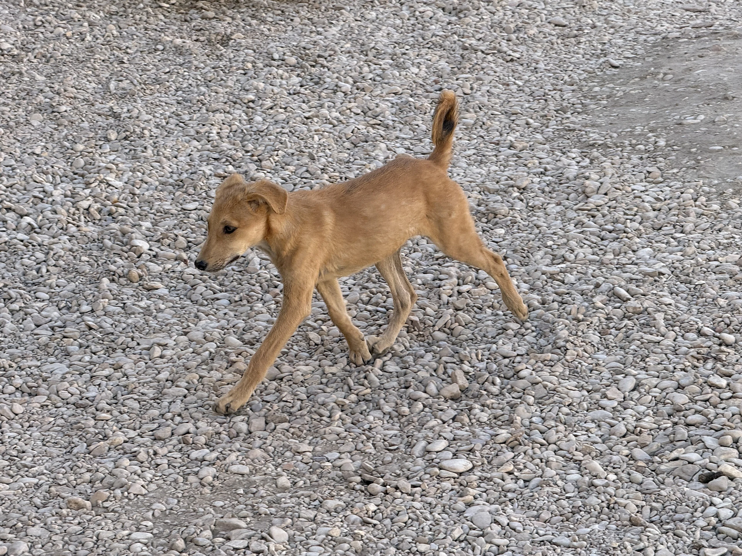 Chiot Domaine Amon Rê Karnak - Louxor (EG)
