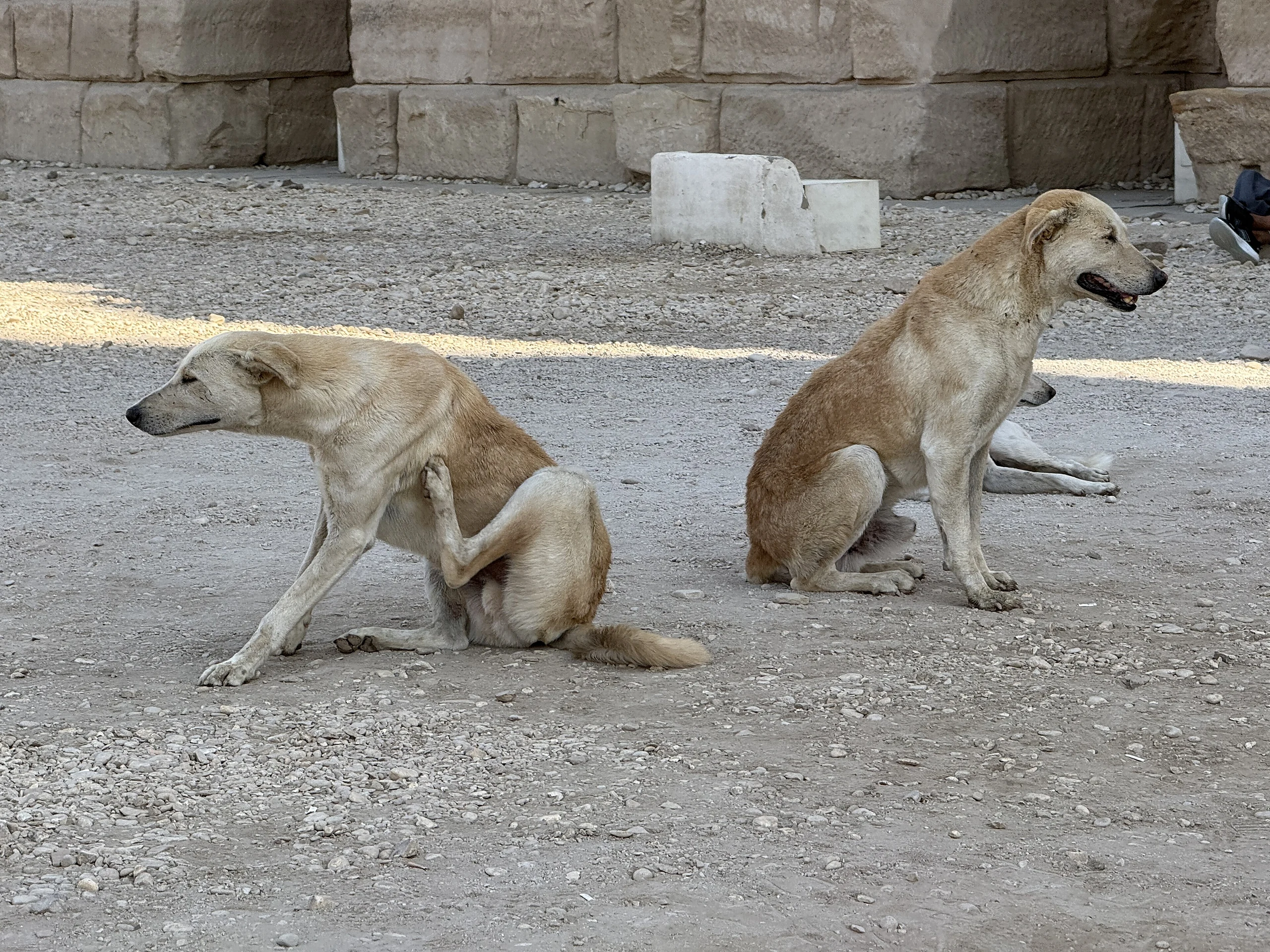 Chiens Site Karnak - Louxor (EG)