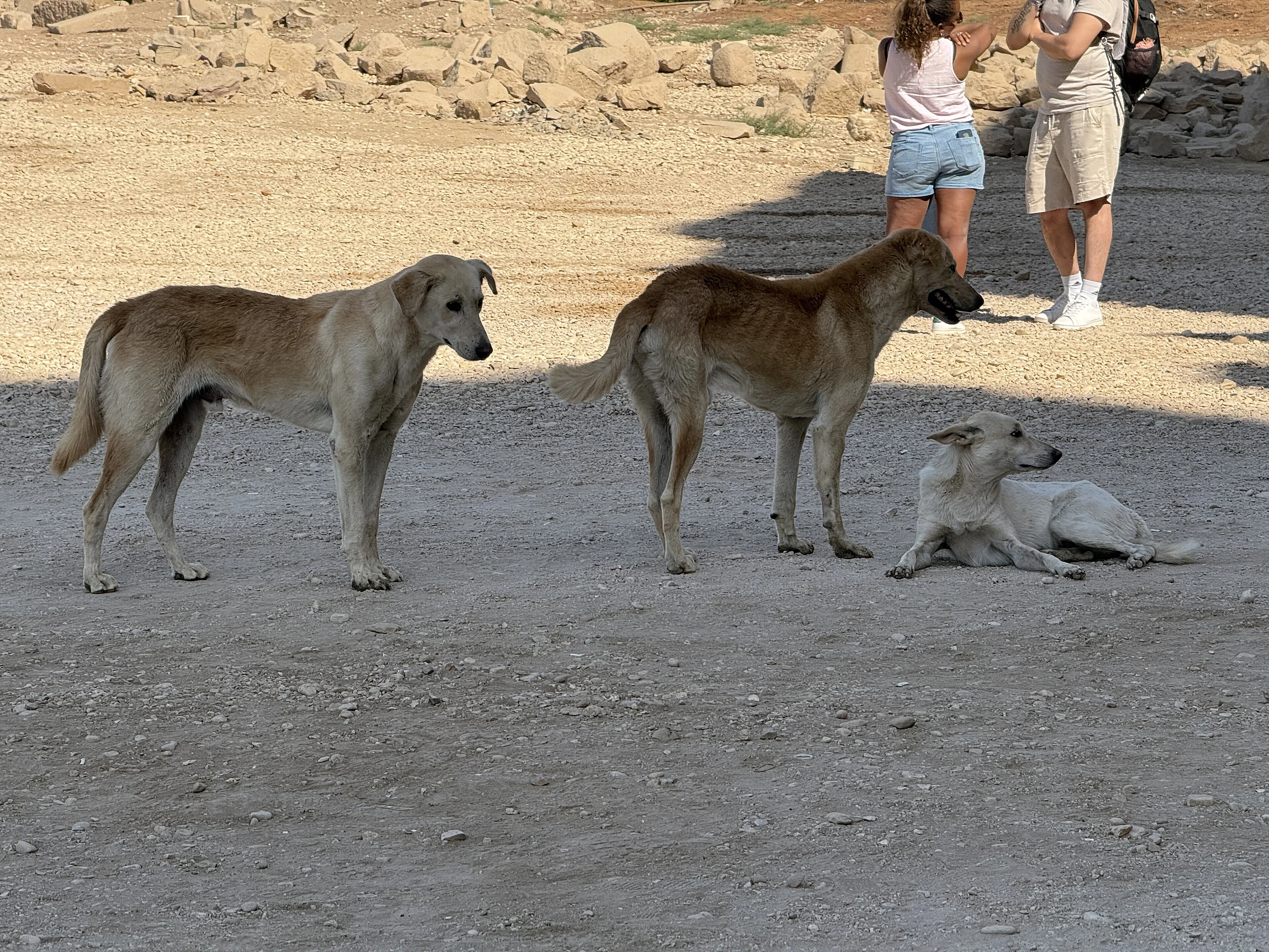 Chiens Site Karnak - Louxor (EG)